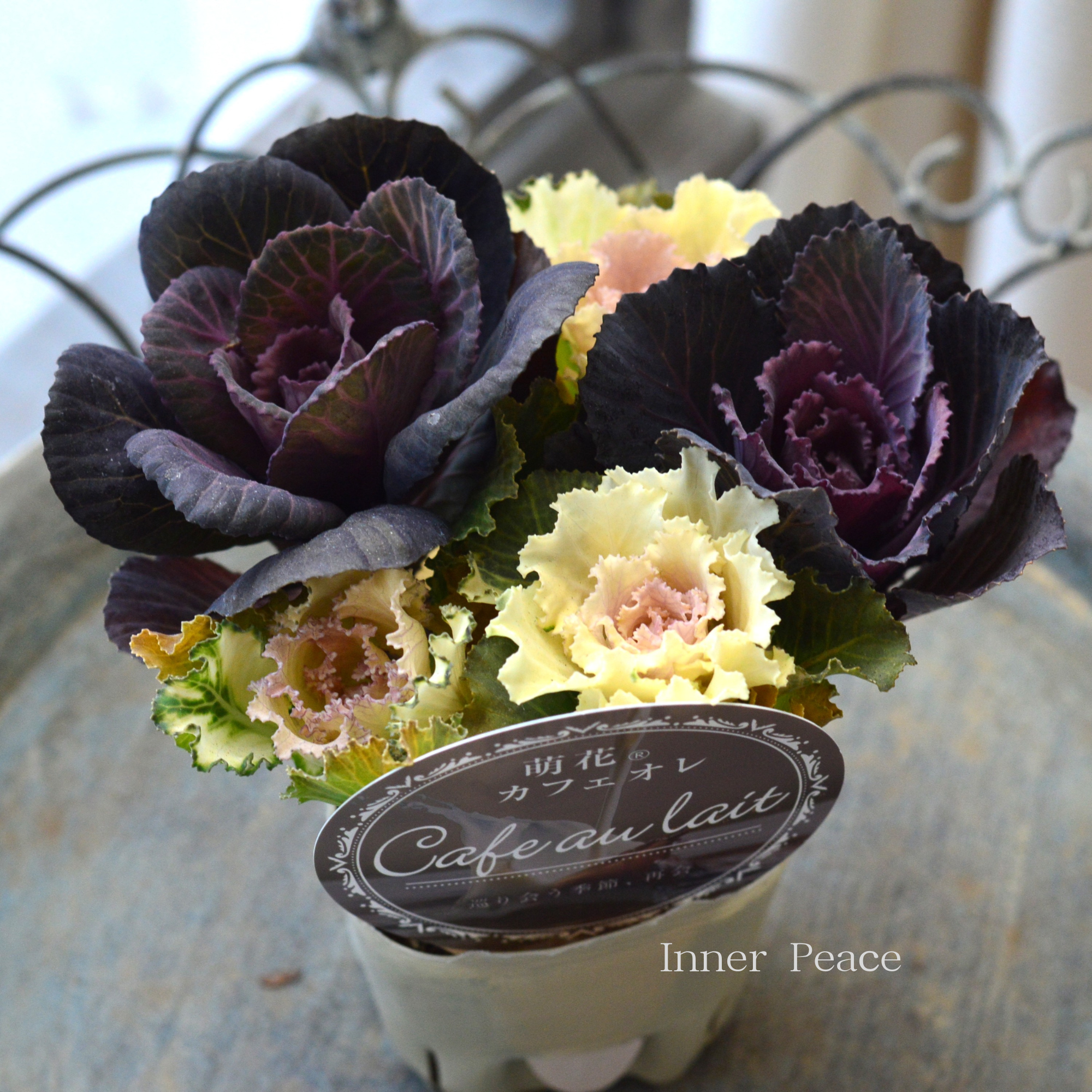 【アンティーク】 葉牡丹 『萌花 カフェオレ』 3寸POT