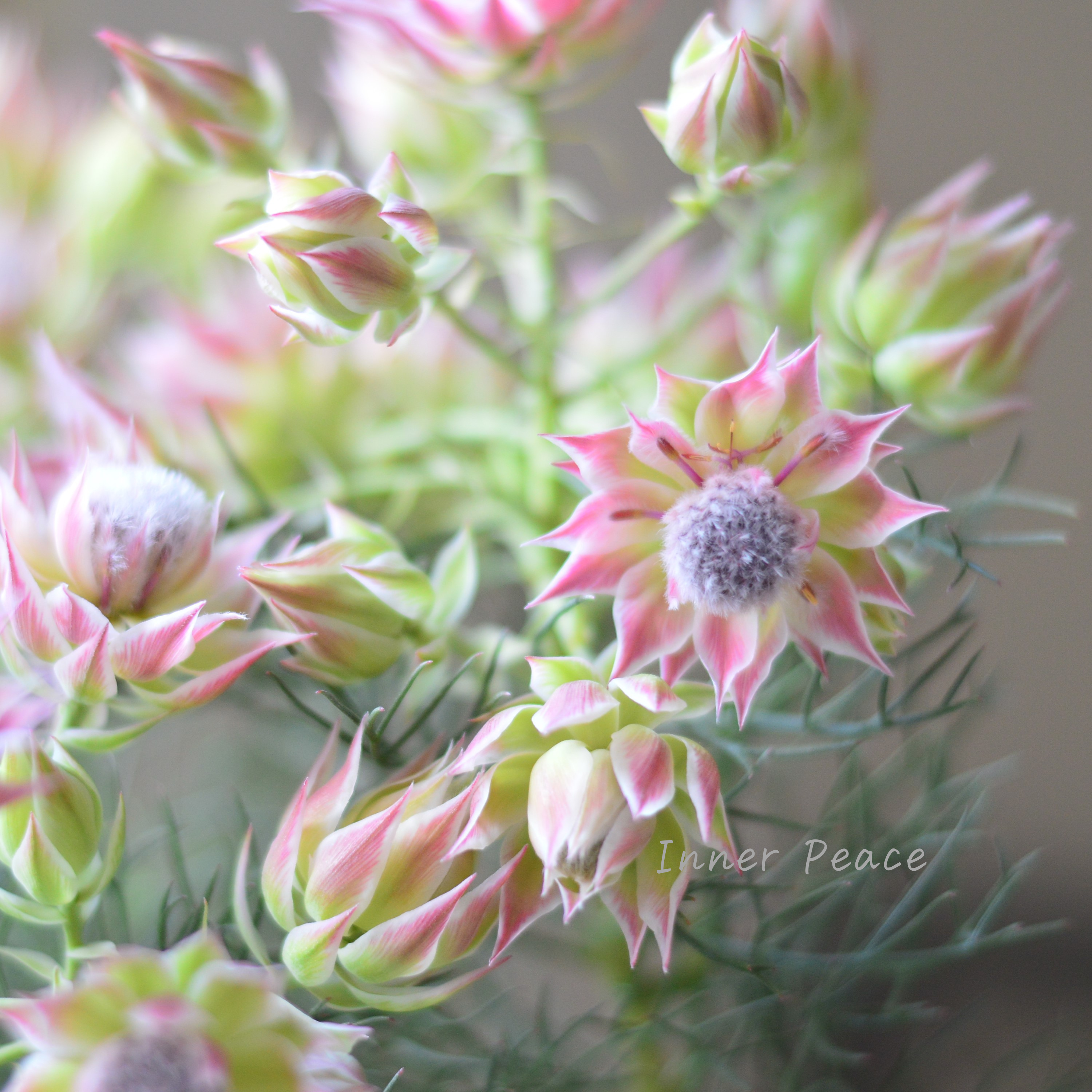 【大苗】 セルリア 『プリティーピンク』 7号スリット鉢