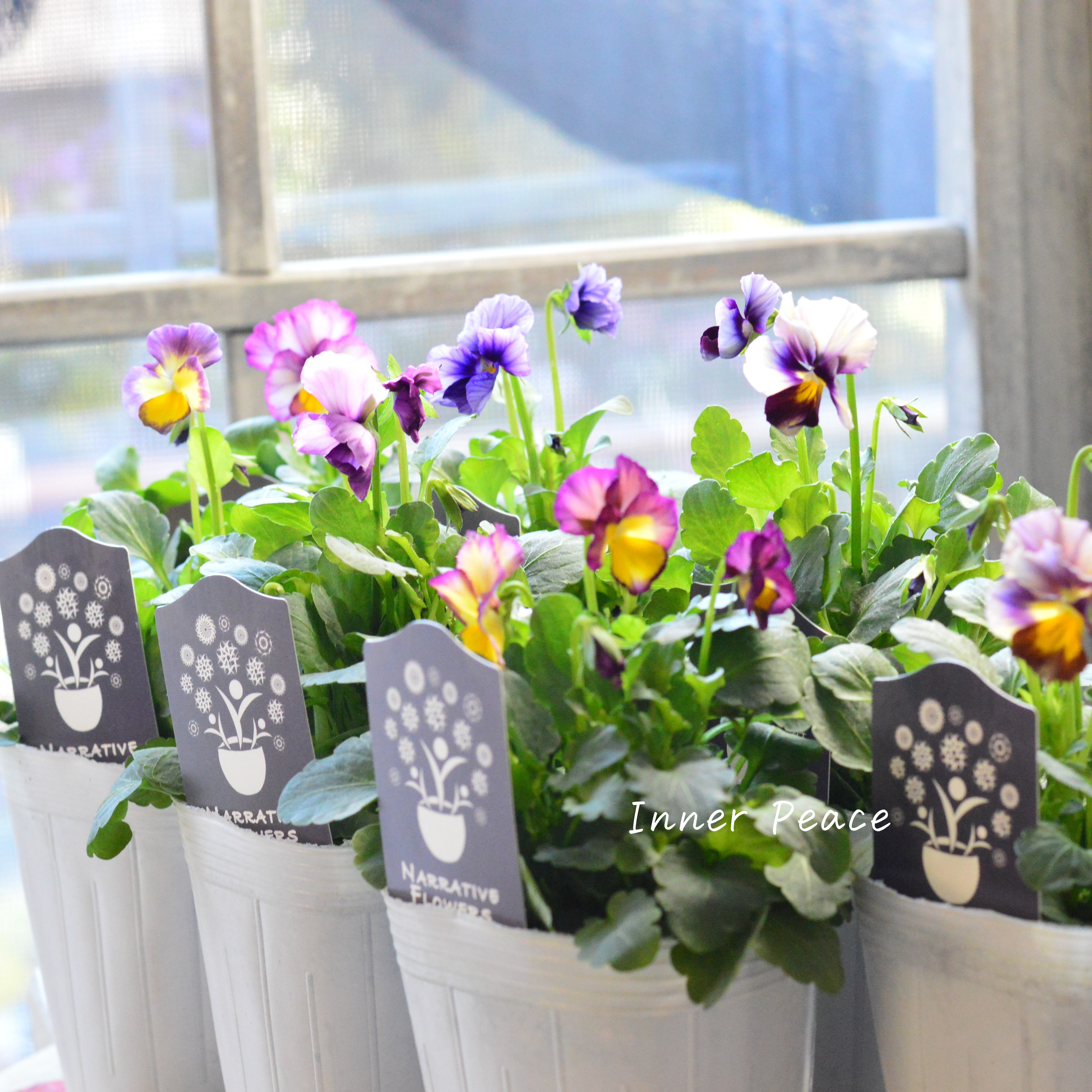 【希少】 ナラティブフラワーズさん試作品ビオラ 3寸ロングPOT