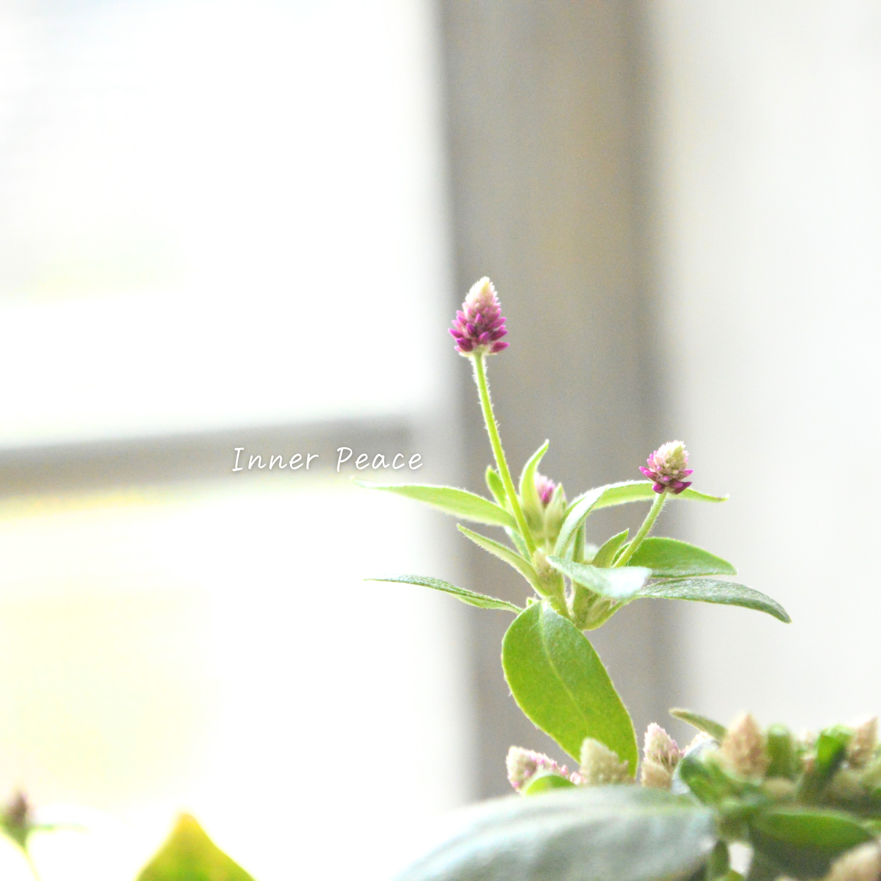 【かわいい】 アルテルナンテラ 『ミライ』 3寸POT