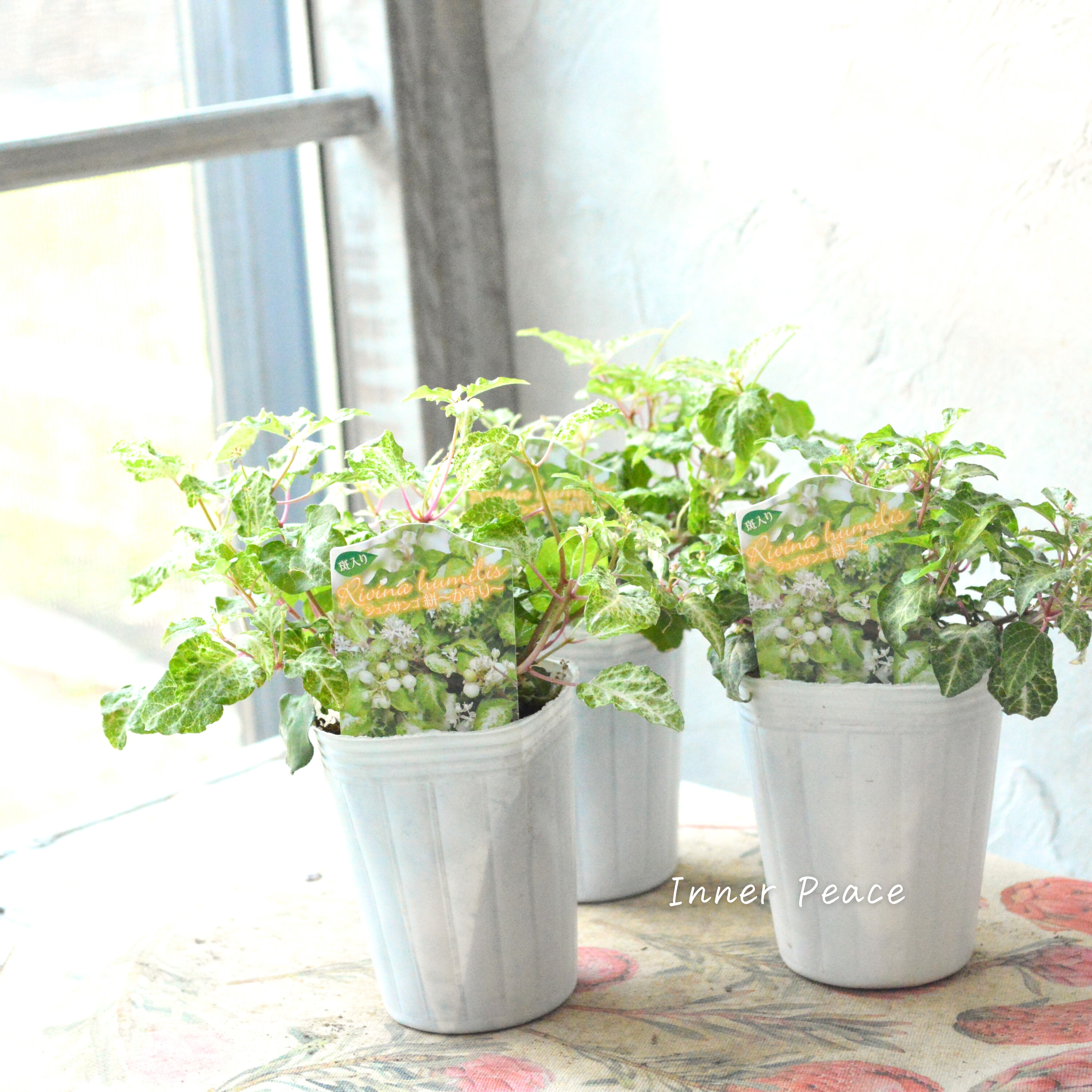 【美しい】ジュズサンゴ 『絣~かすり~・白い実』 2.5寸ロング~3号POT