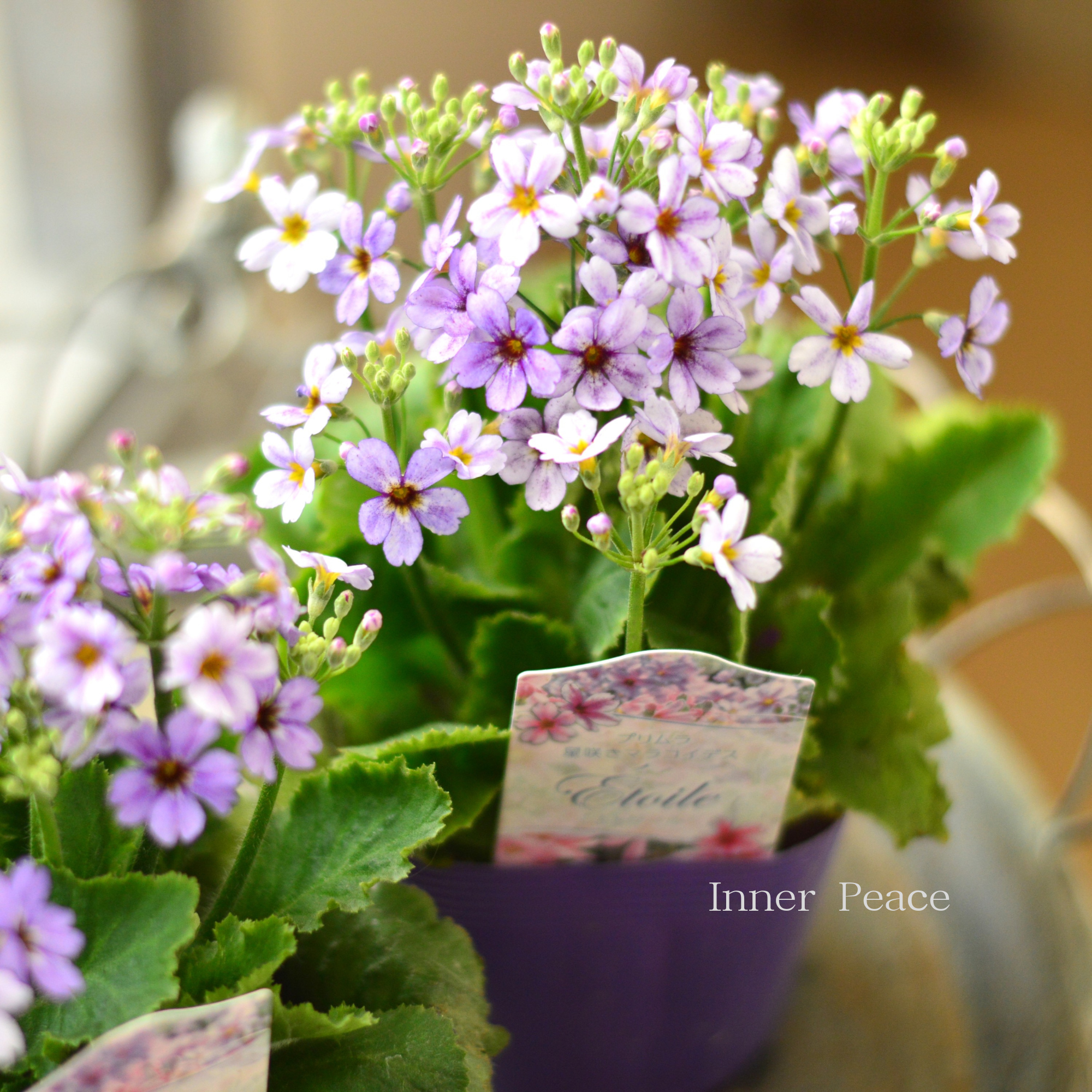 【星咲き】 プリムラ マラコイデス 『エトワール・薄パープル系』 3.5寸POT