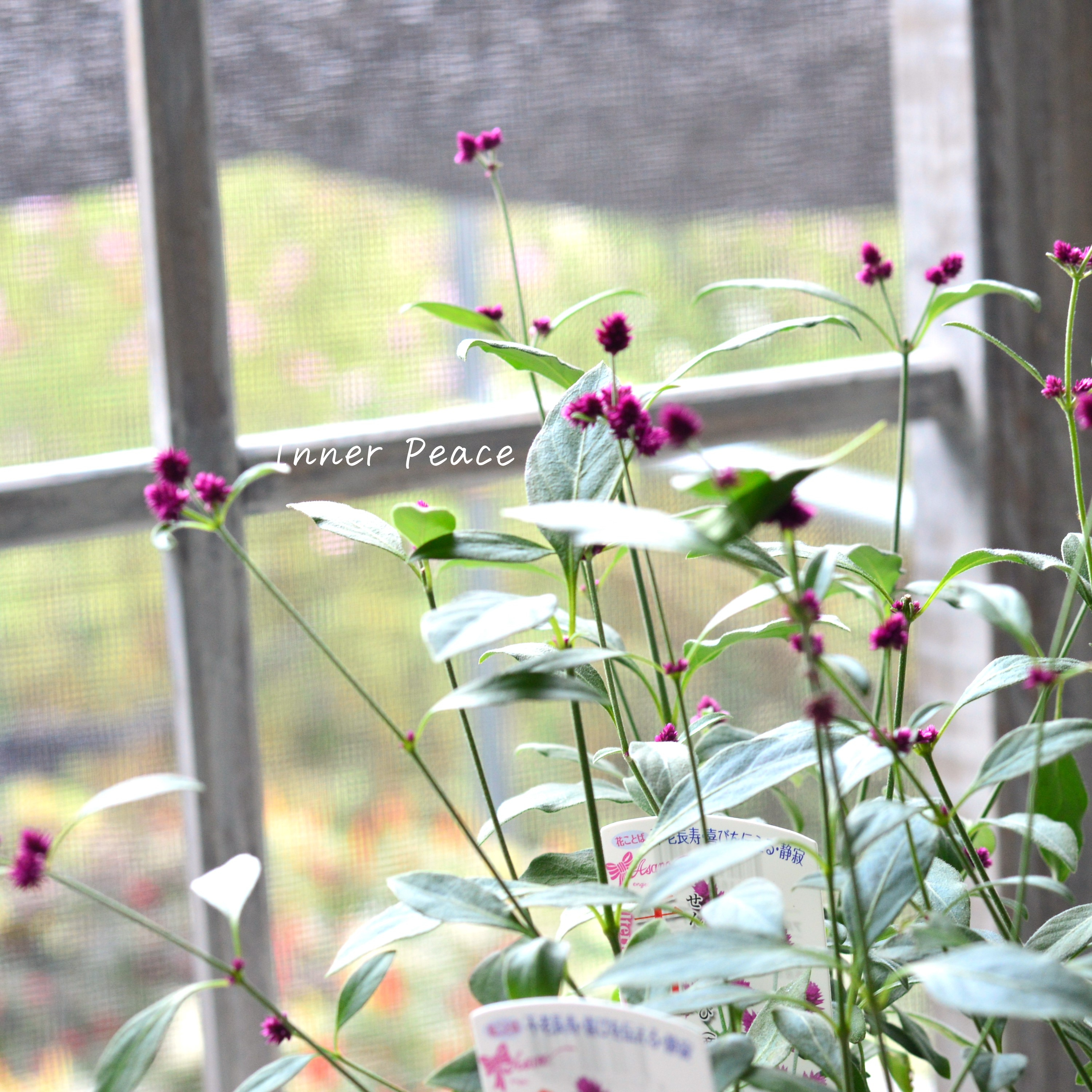 【かわいい】 アルテルナンテラ 『千紅花火』 3寸POT