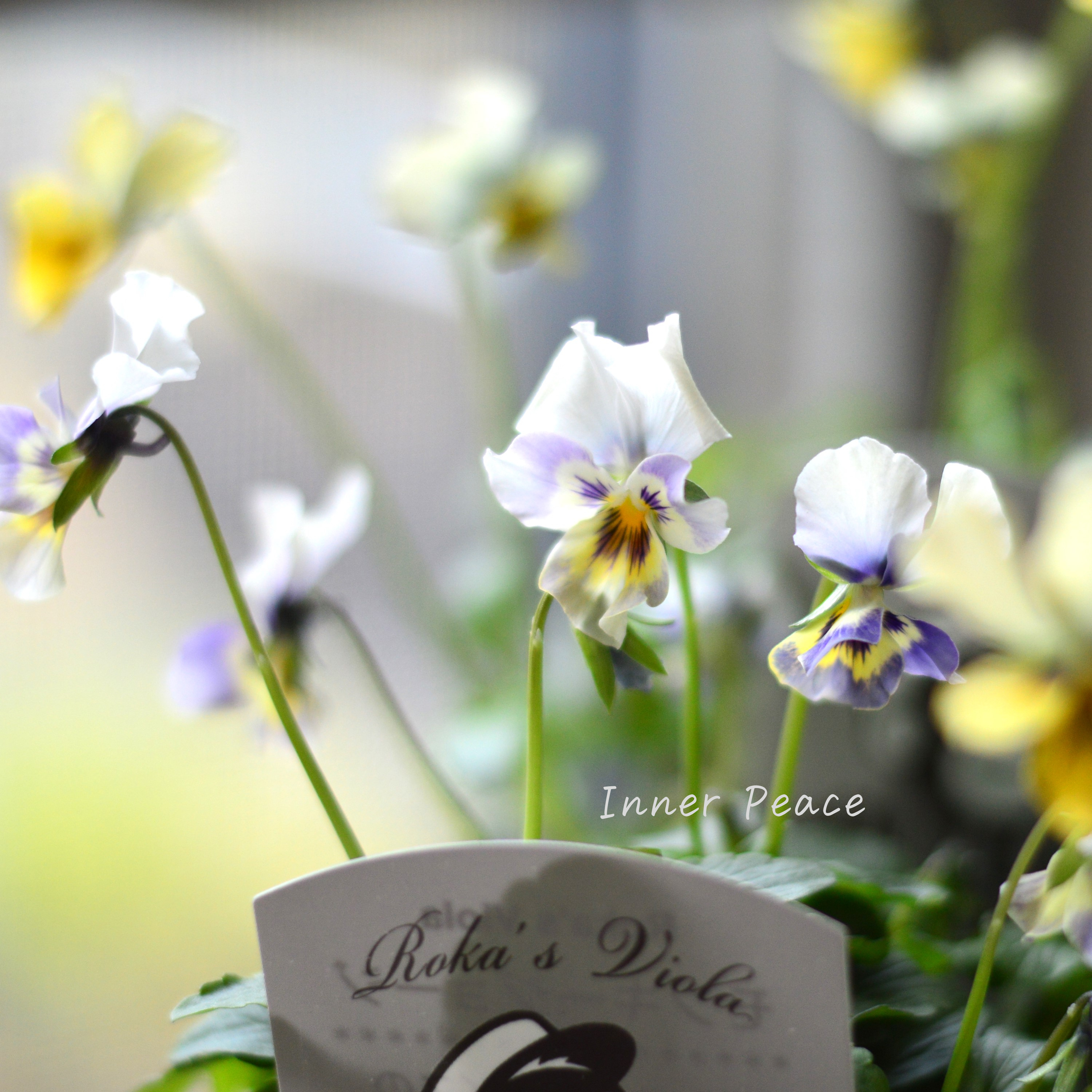 【石川園芸さん】 ビオラ 『モンキージョージ』 3寸POT