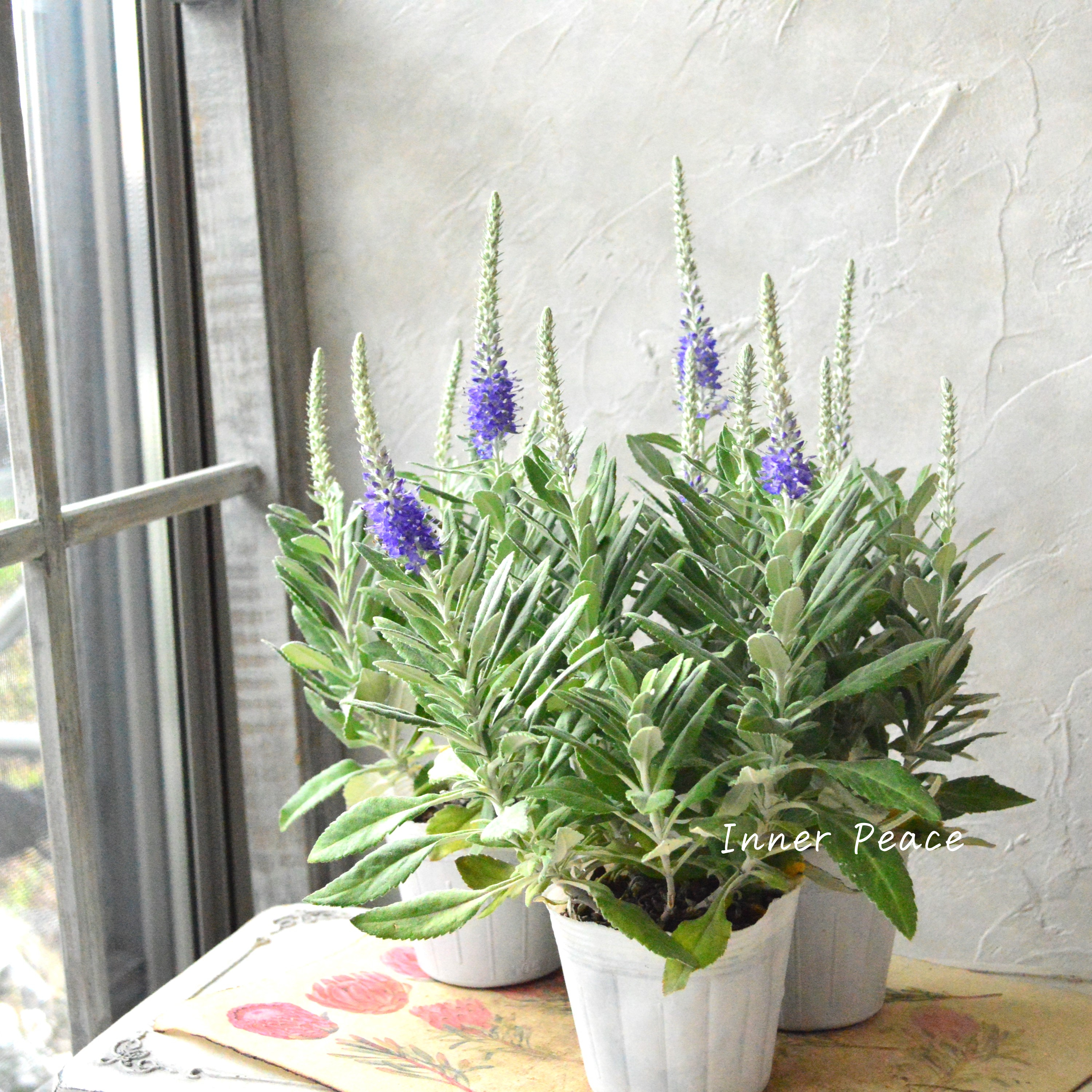 【宿根】 ベロニカ 『オルナタ(トウテイラン)・プルシアンブルー』 3.5寸POT