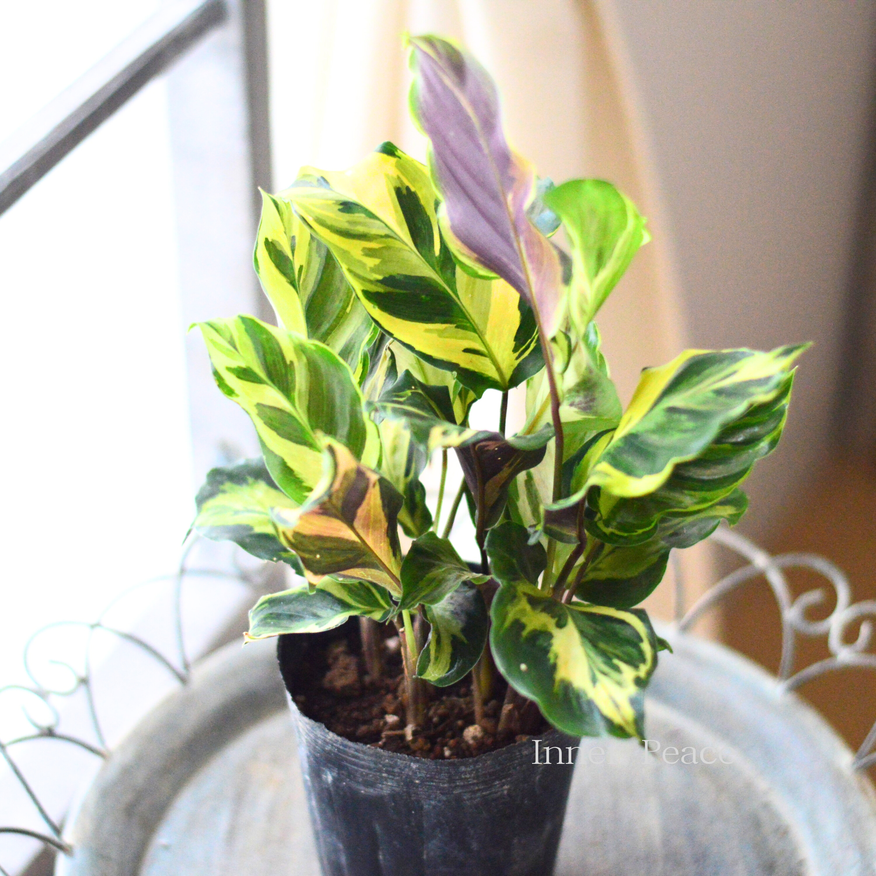 【観葉植物】 カラテア 『エンペラー』 3.5寸ロングPOT