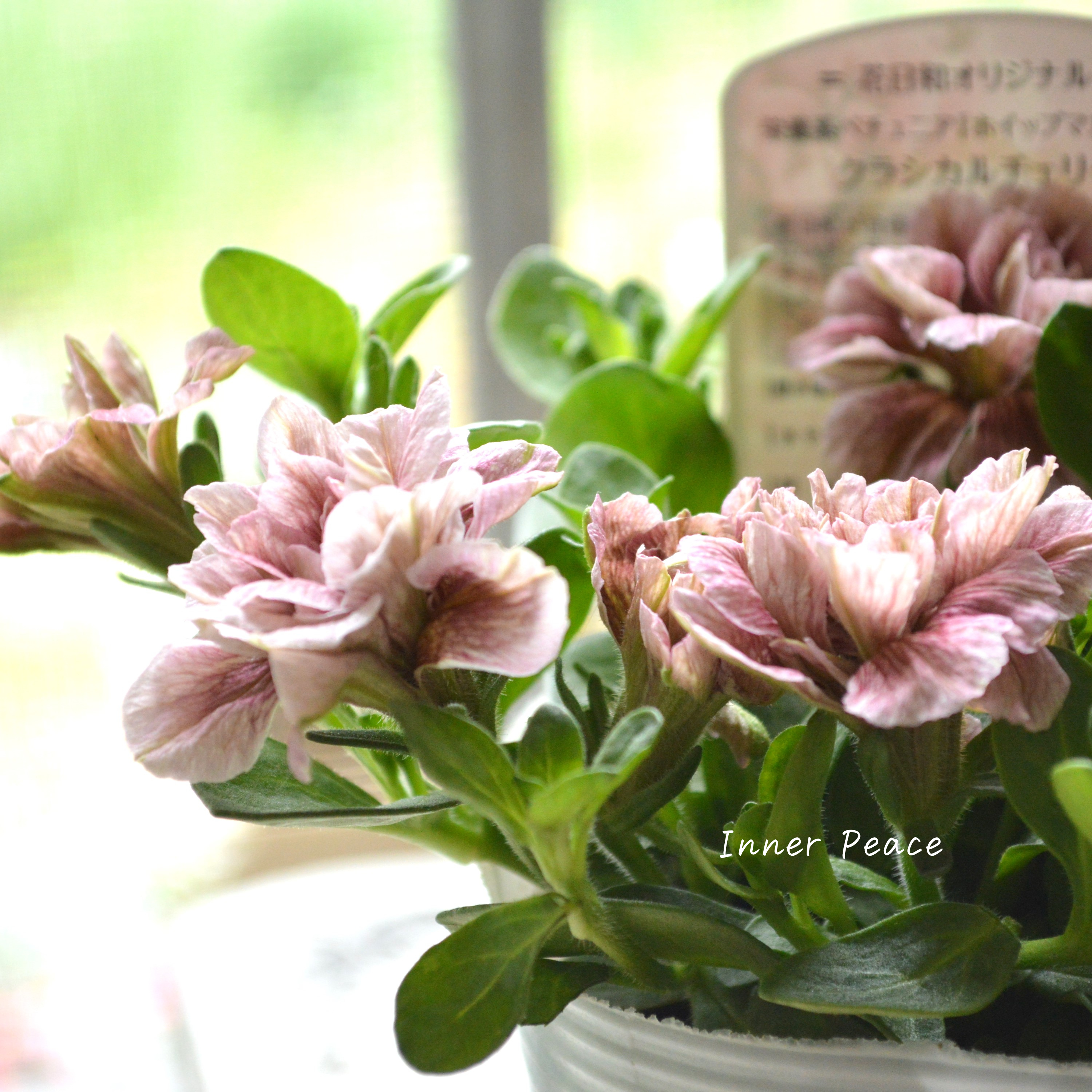 【花日和さんオリジナル】 ペチュニア 『ホイップマカロン・クラシカルチェリー』 3寸ロングPOT