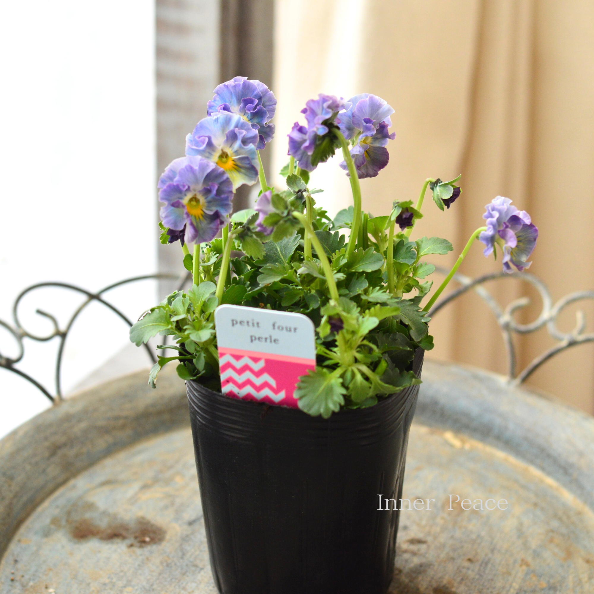 【ハルグリンさん】 ビオラ 『プティフール・ペルル 2番』 3寸POT