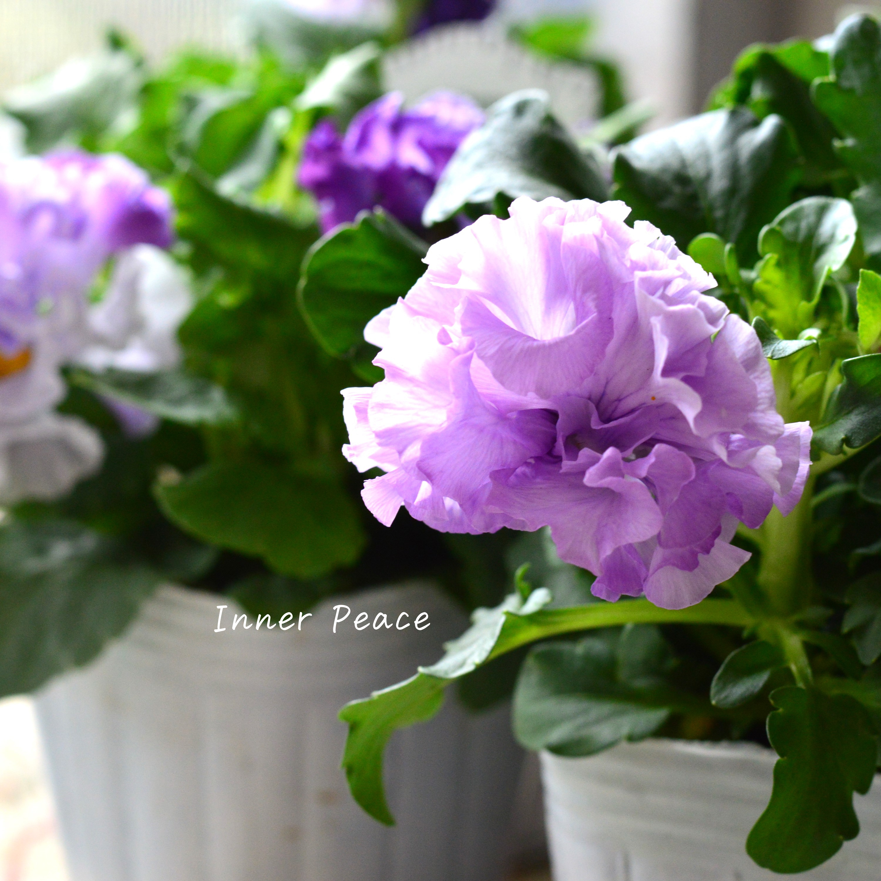 【湘南Berryさん】 フリルパンジー 『シュガーボンボン・パープル系』 3寸POT