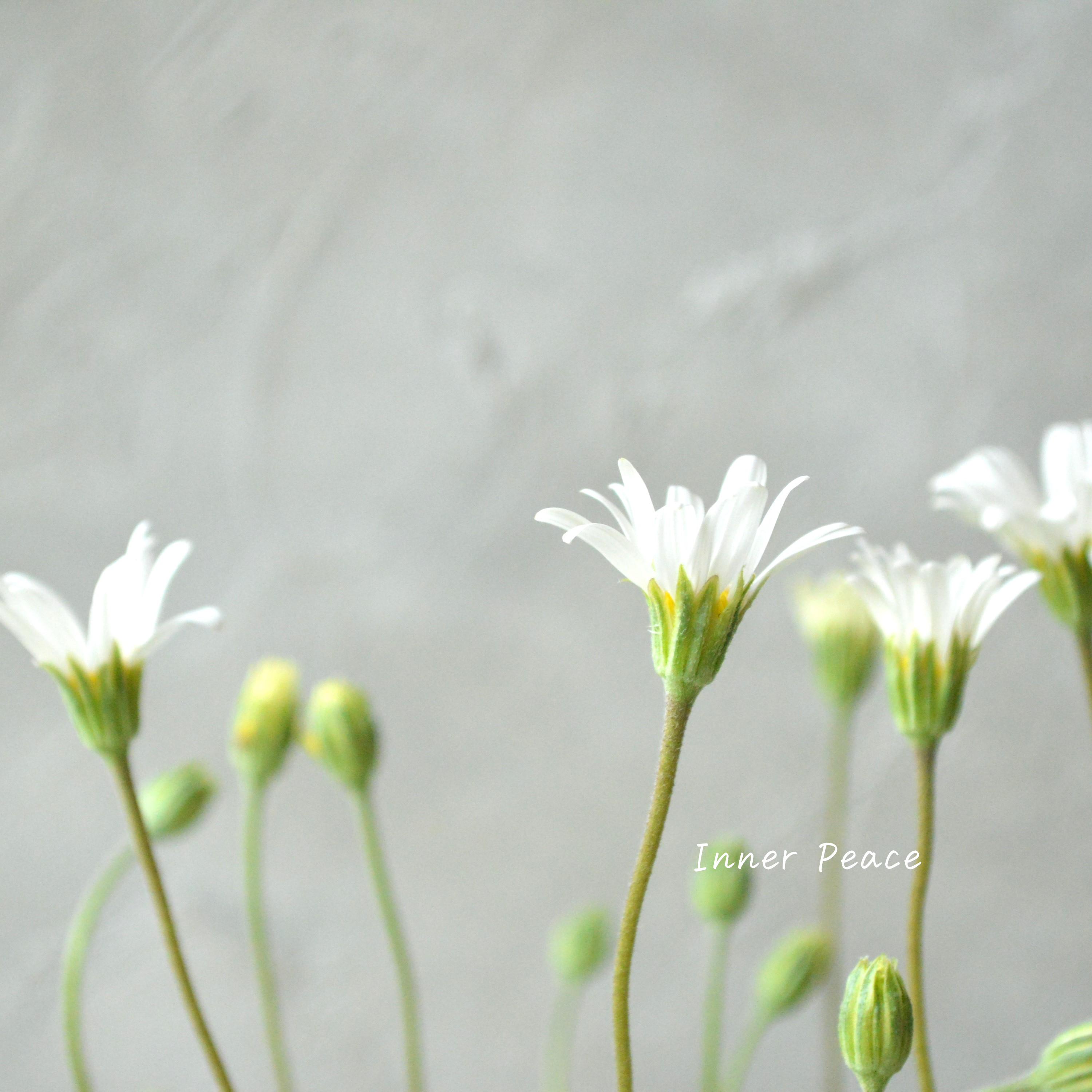 【斑入り】 ブルーデージー 『ペガサス』 3号POT