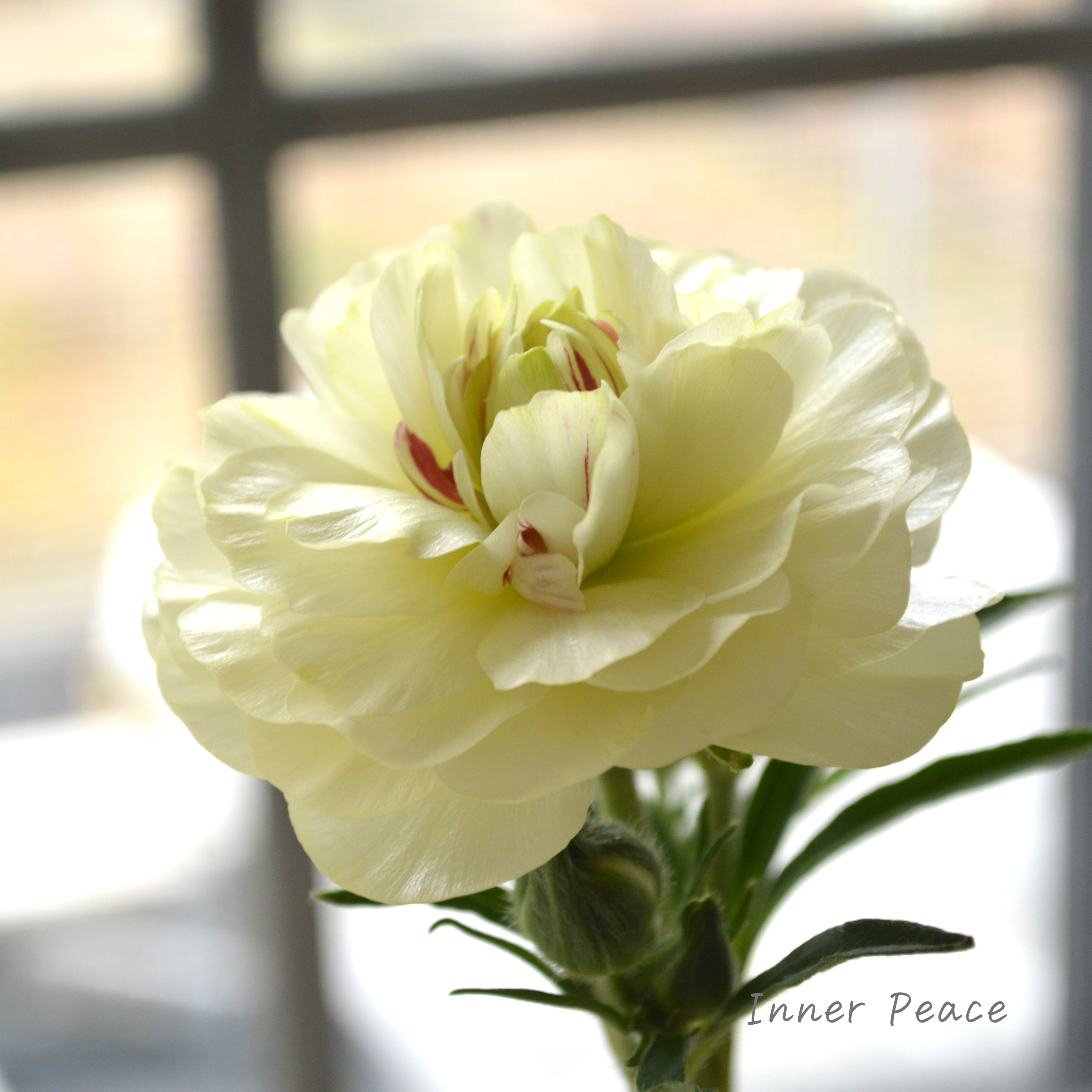 【美しい】 ラナンキュラス・ラックス 『ニノス』 4寸POT