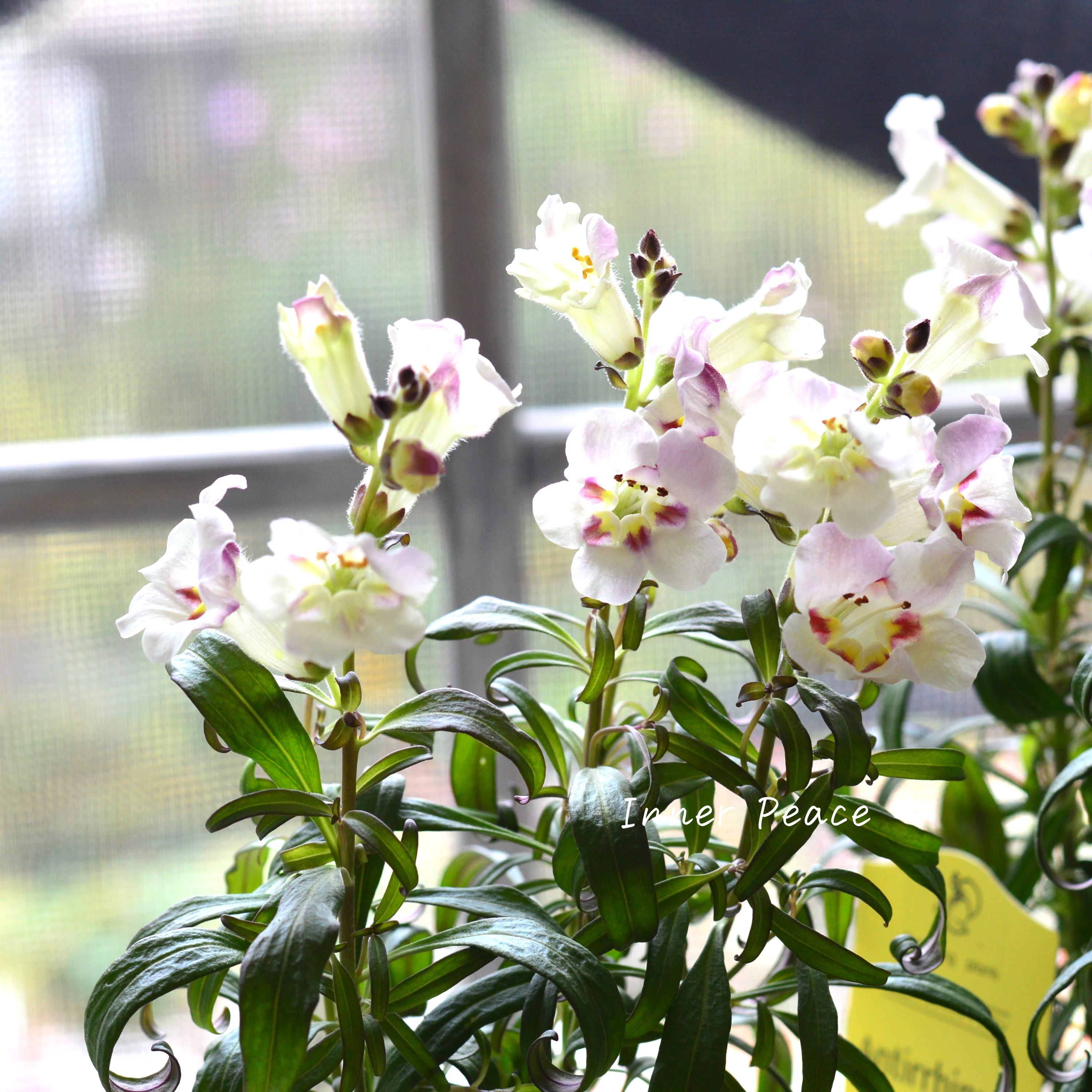 【かわいい】 キンギョソウ 『アンティキティ レモン』 3寸POT