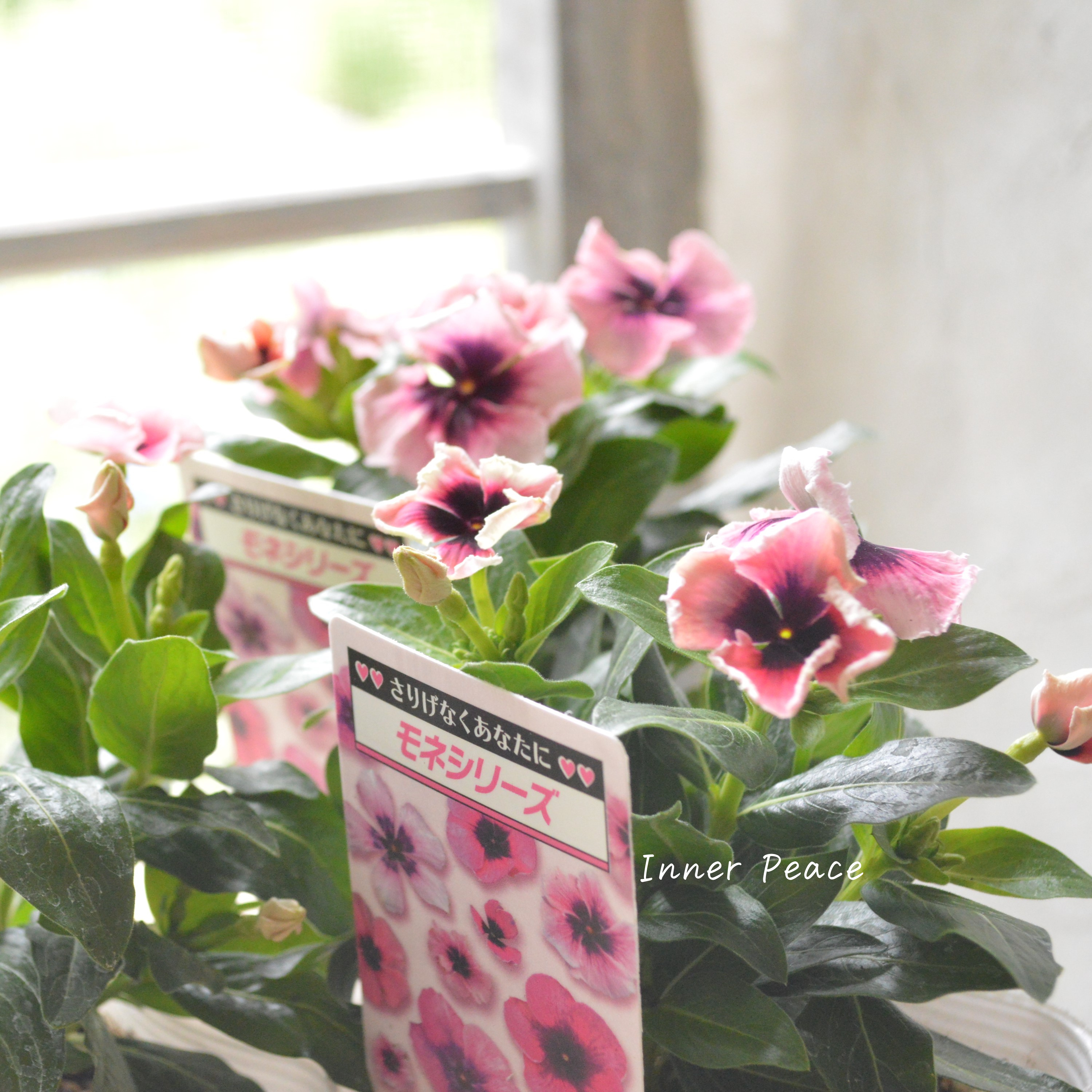 【北島園芸さん】 ニチニチソウ 『モネフリル』 3.5寸POT