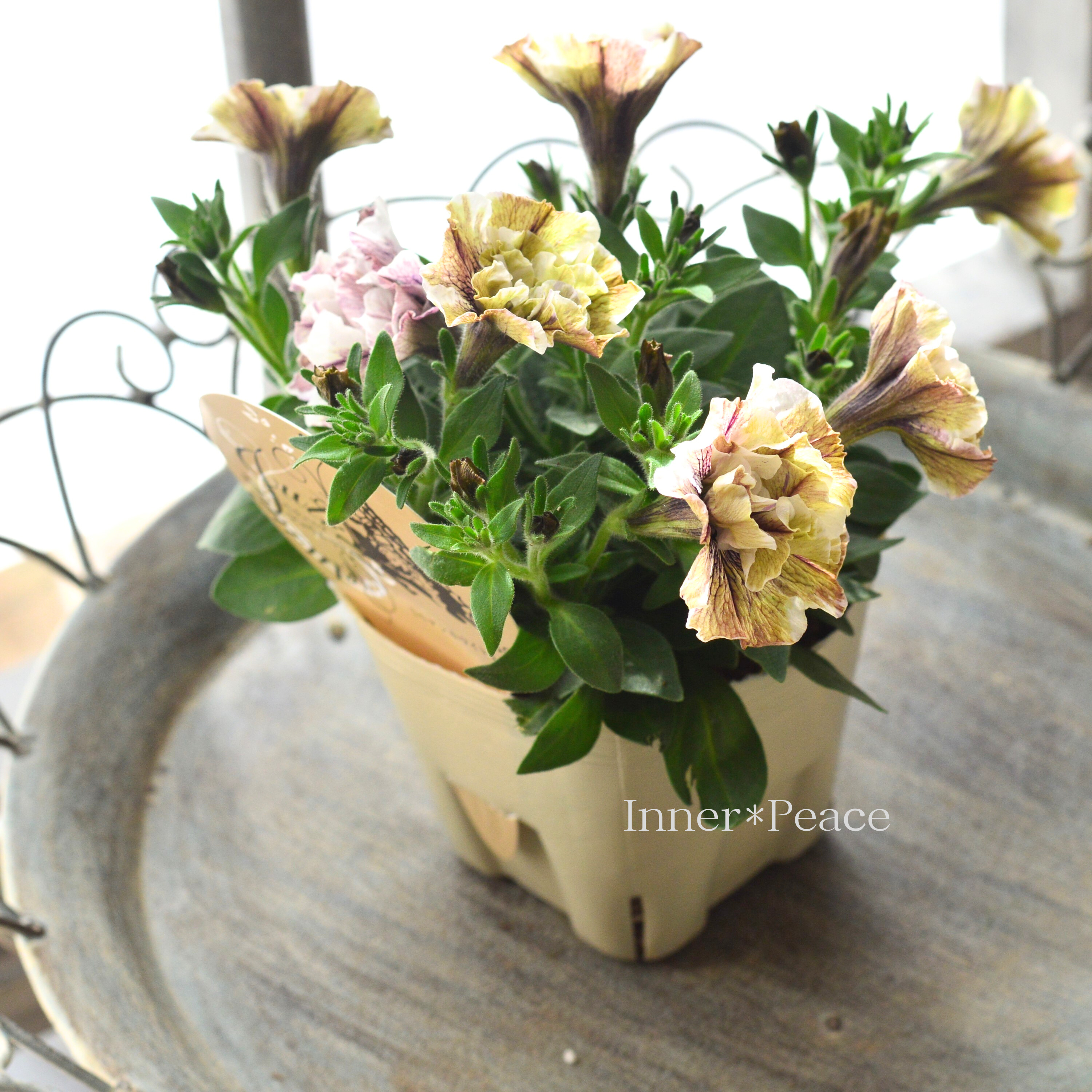 【花芳さんオリジナル】 八重咲きペチュニア 『ジュリエット・モダンホワイト』 3.5寸POT