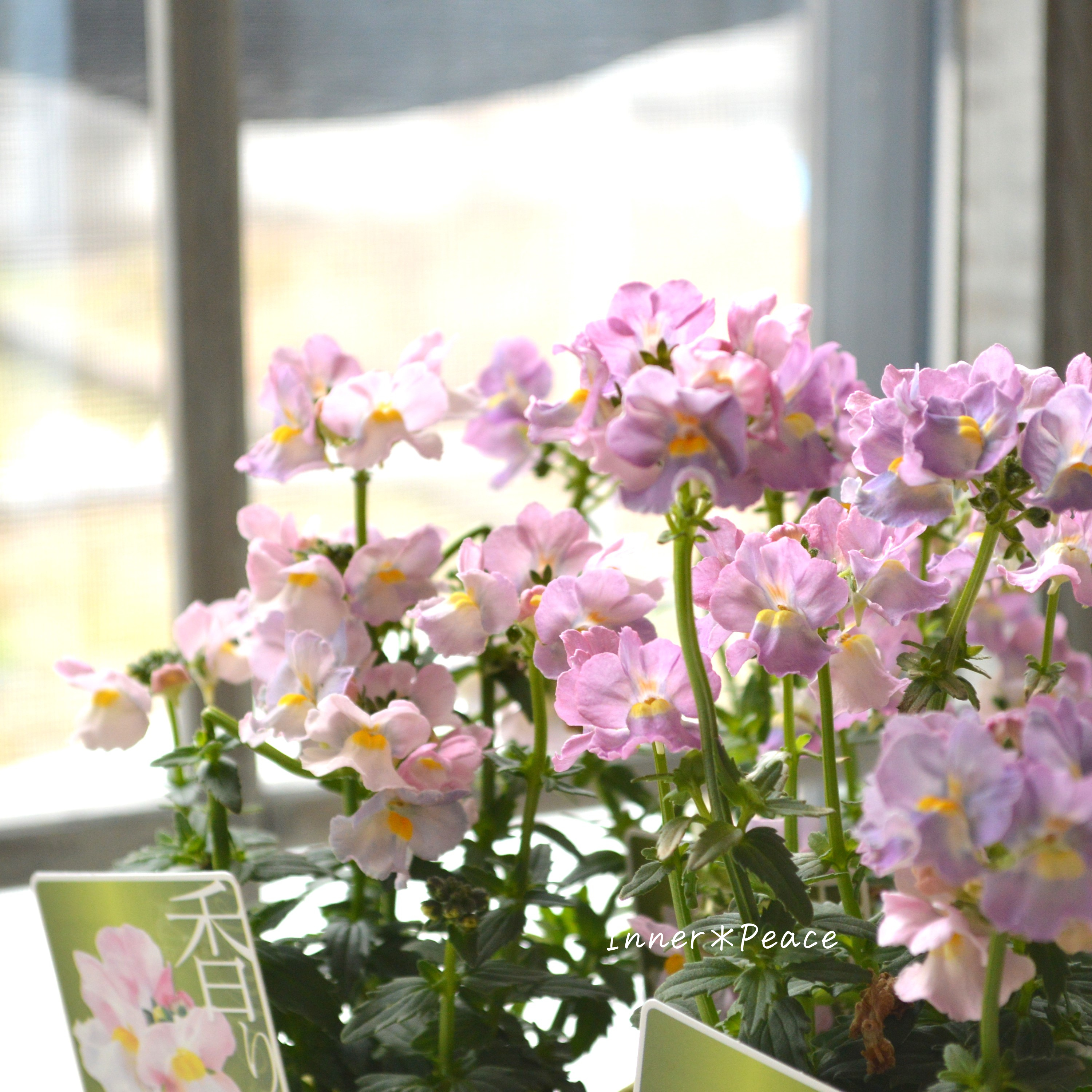 【ゲブラさん】Sale! ネメシア・メーテル 小春 3.5寸POT