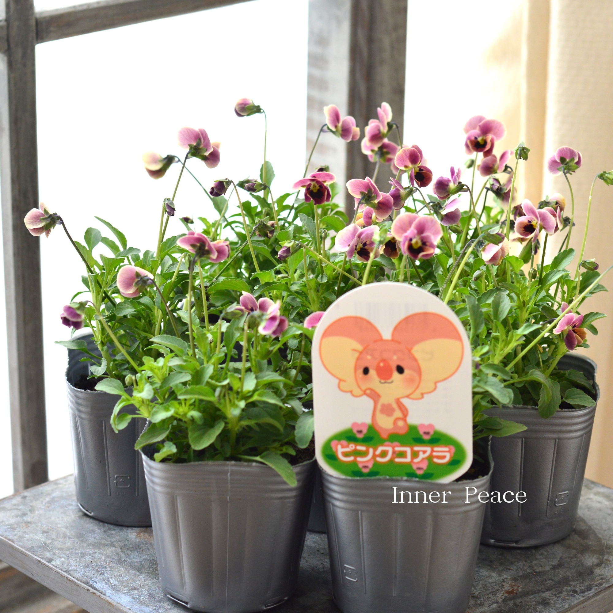 【見元園芸さん】 ビオラ 『ピンクコアラ』 3寸POT