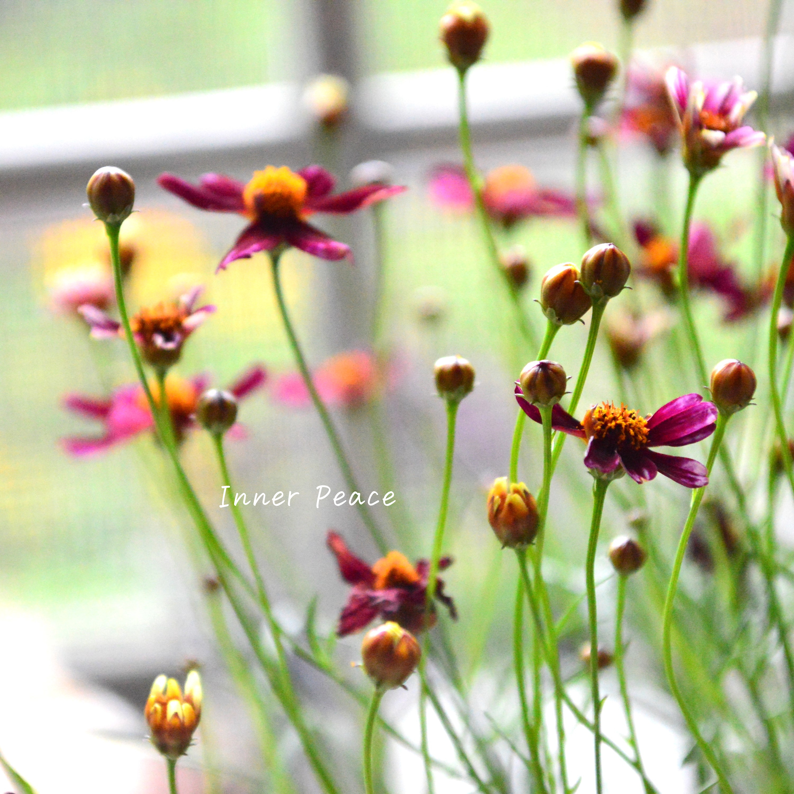 【アンティーク色】コレオプシス『ウリドリーム・ルージュ』 3寸POT