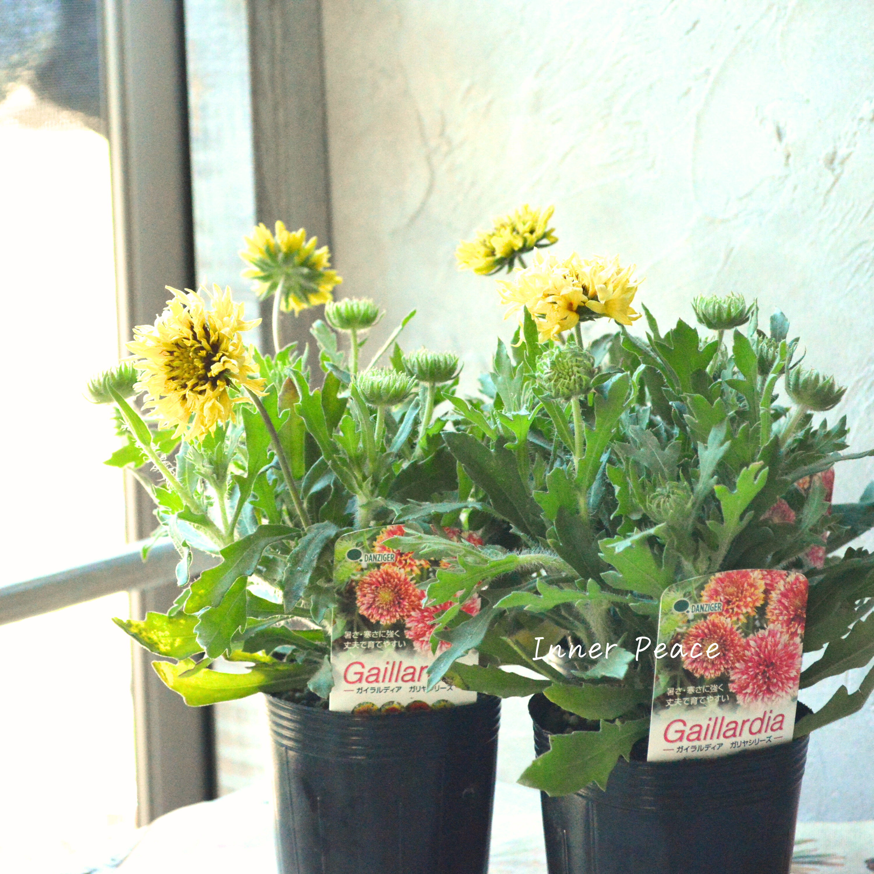 【人気】 ガイラルディア 『ガリア・コーラルスパーク』 3寸ロングPOT