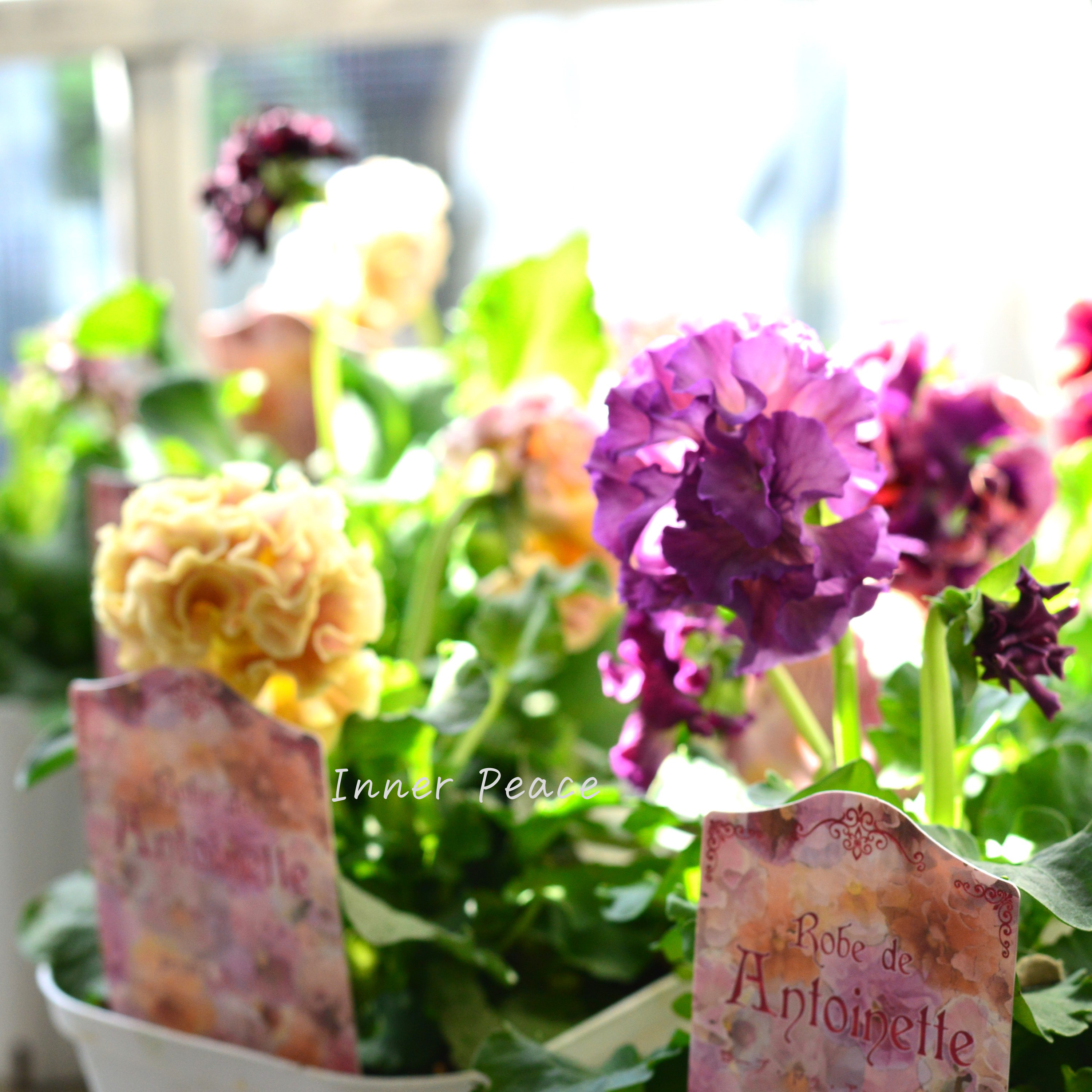 【サトウ園芸さん】 パンジー 『ローブ ドゥ アントワネット』 3.5寸POT