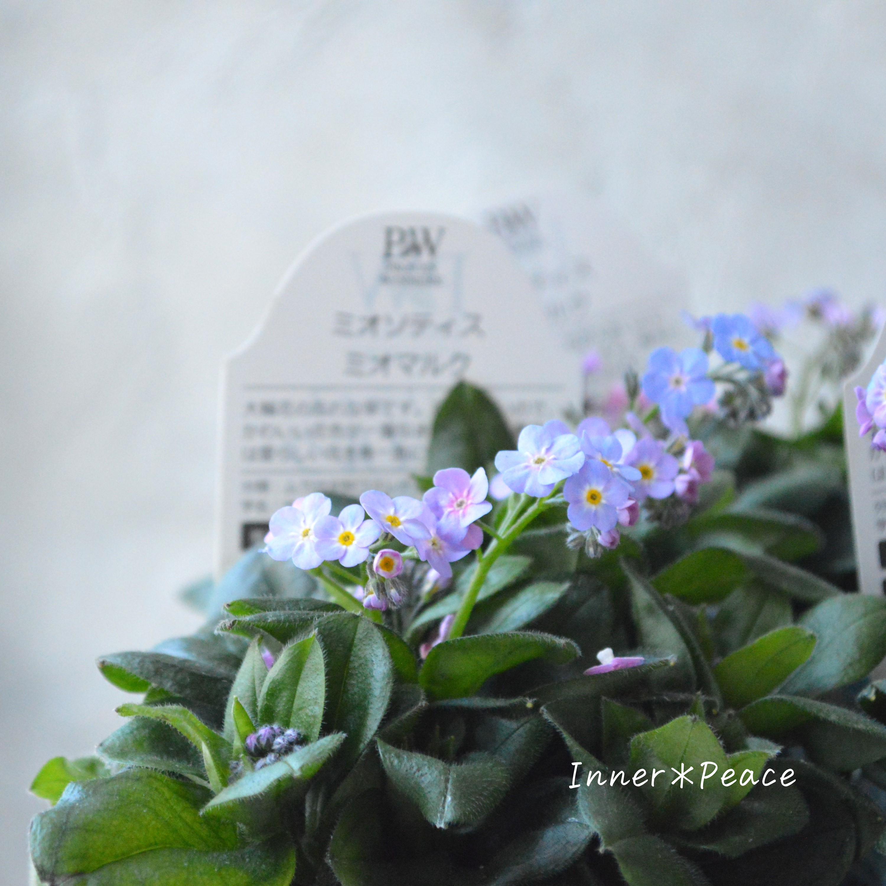 【PW】 ミオソティス 『ミオマルク』 3.5寸POT