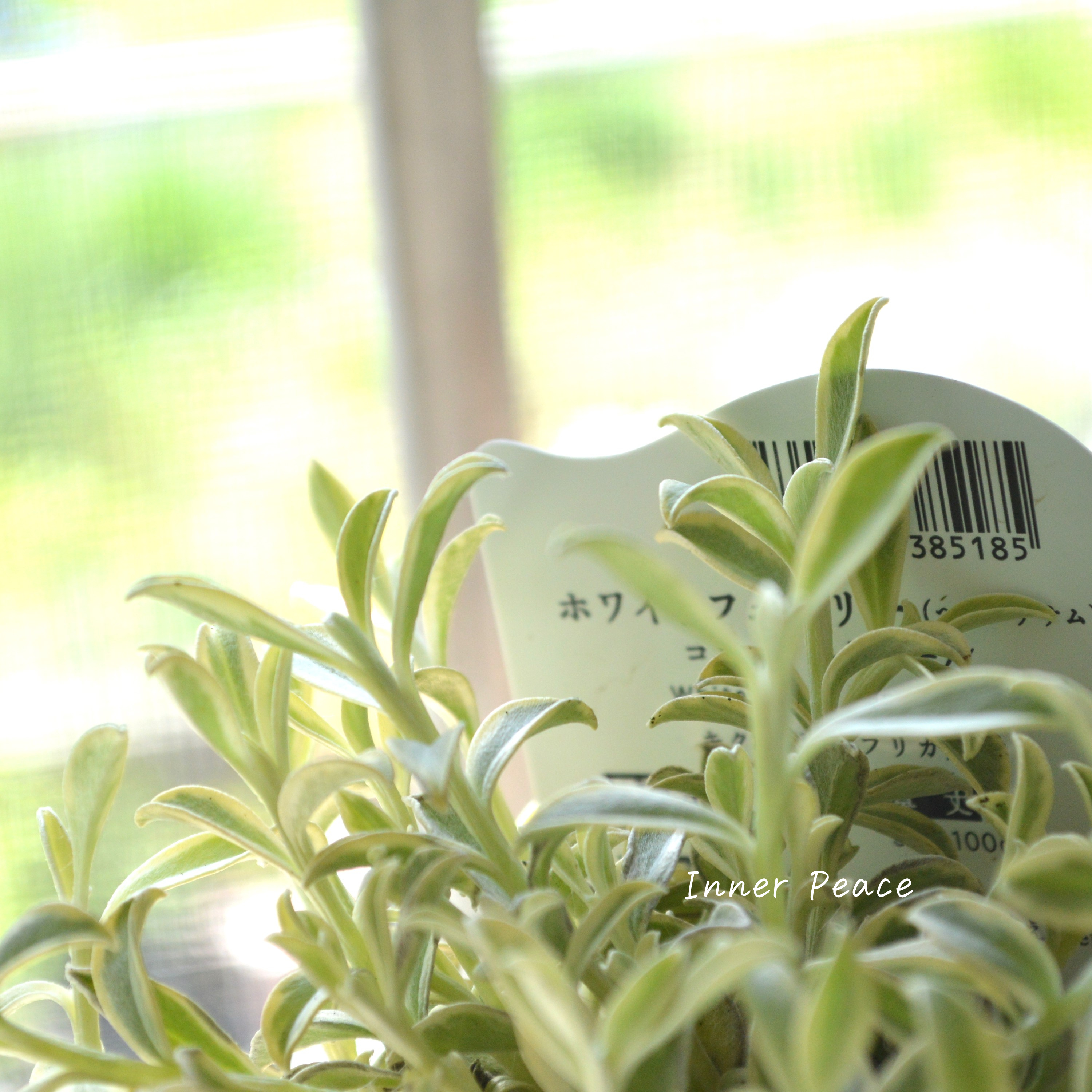 【斑入り】 ヘリクリサム 『ホワイトフェアリー・コニーエトワール』 2.5寸POT