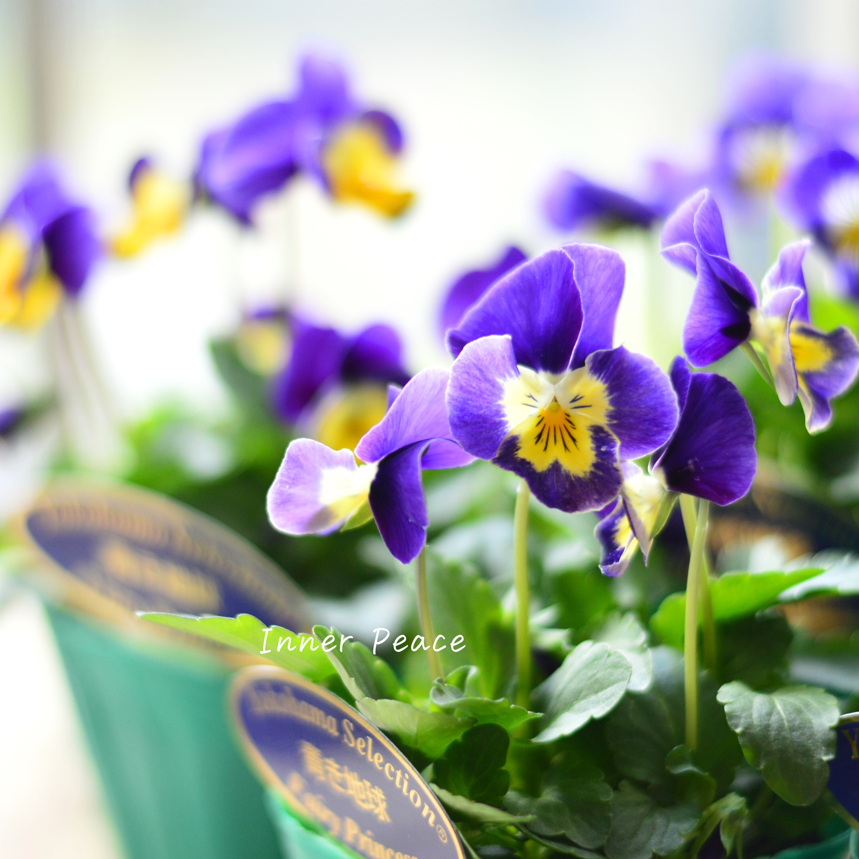 【人気】 ビオラ 『横浜セレクション・青き地球』 3寸POT