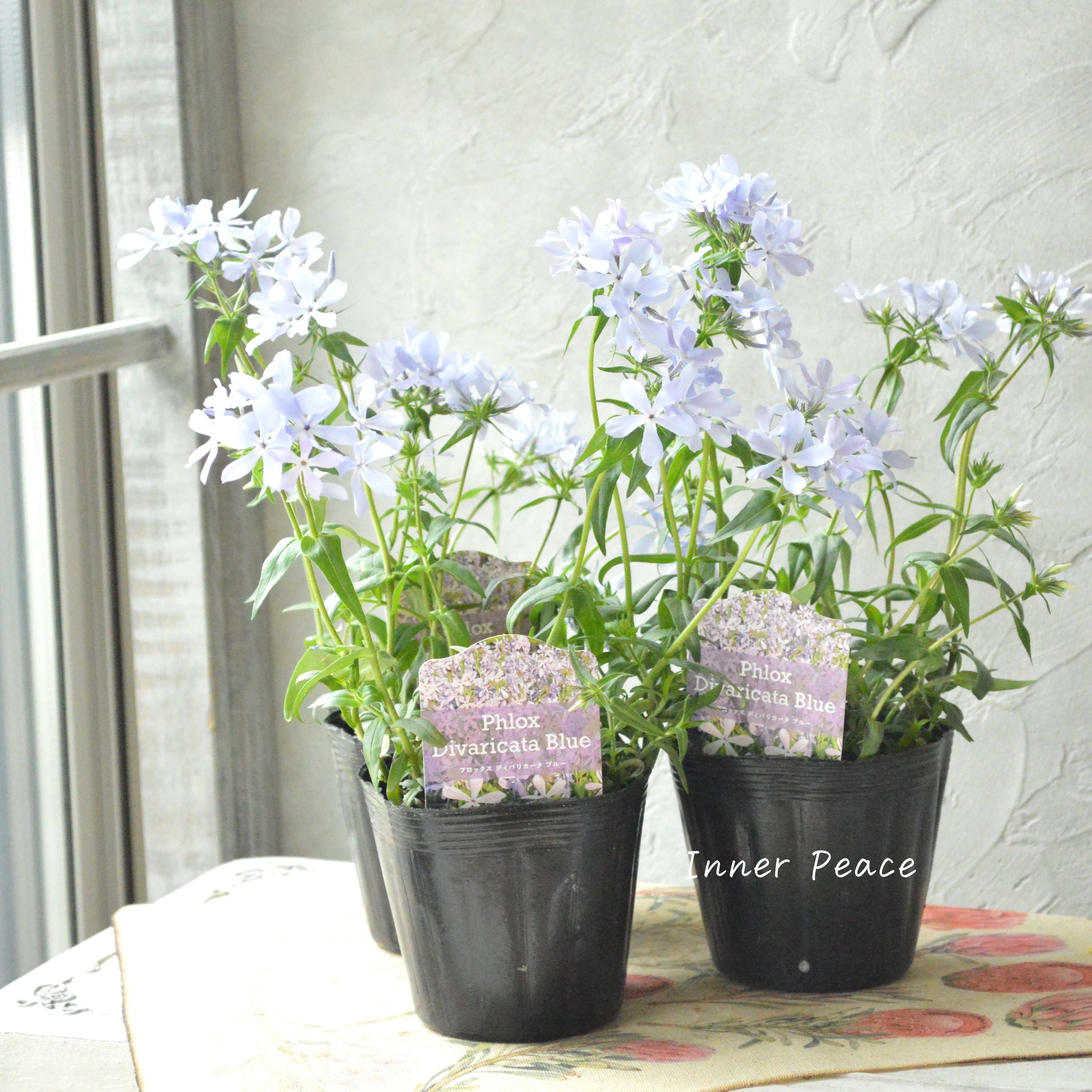 【宿根草】 フロックス 『ディバリガータ・ブルーパフューム』 3寸POT