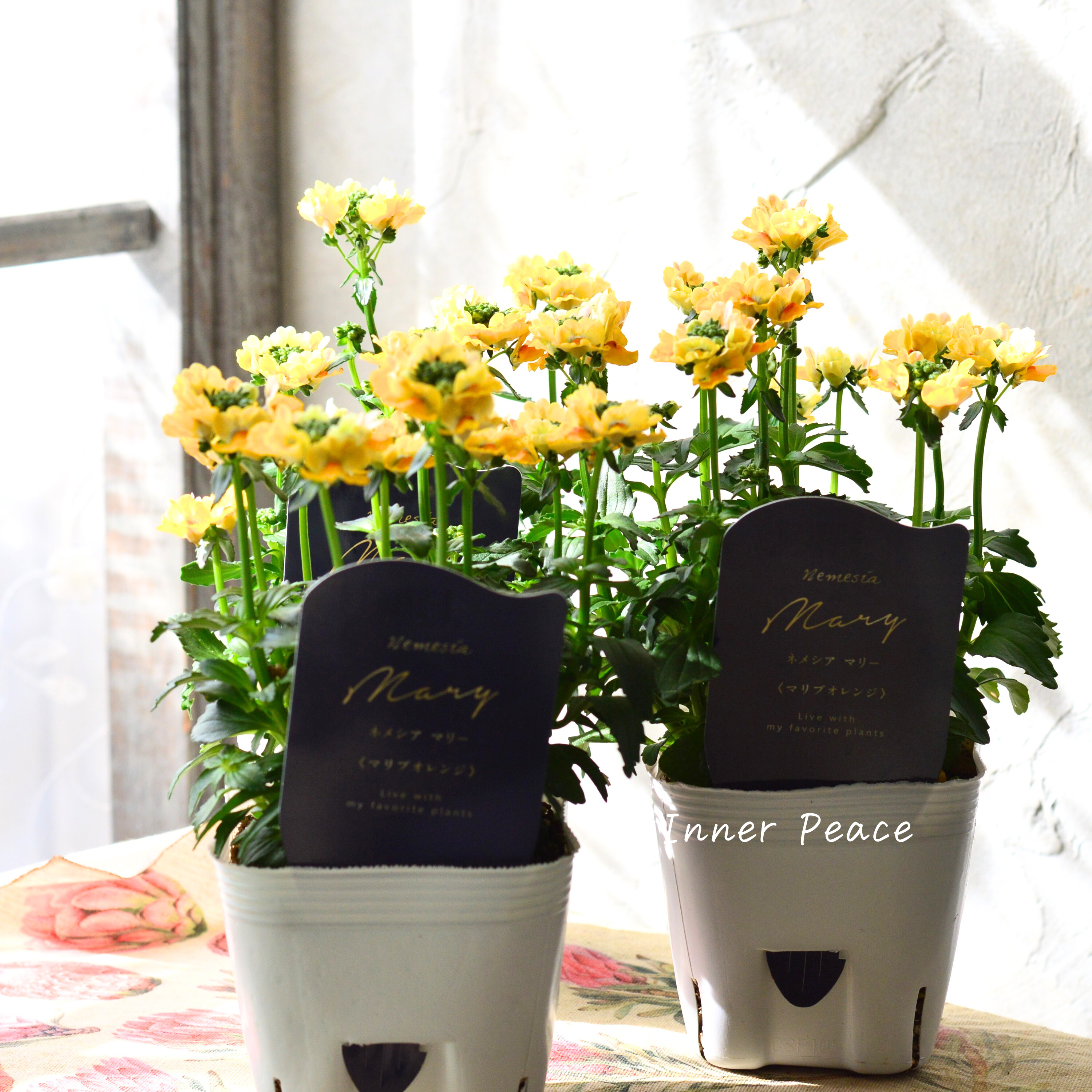 【花芳さん】 ネメシア 『マリー・マリブオレンジ』 3.5寸POT