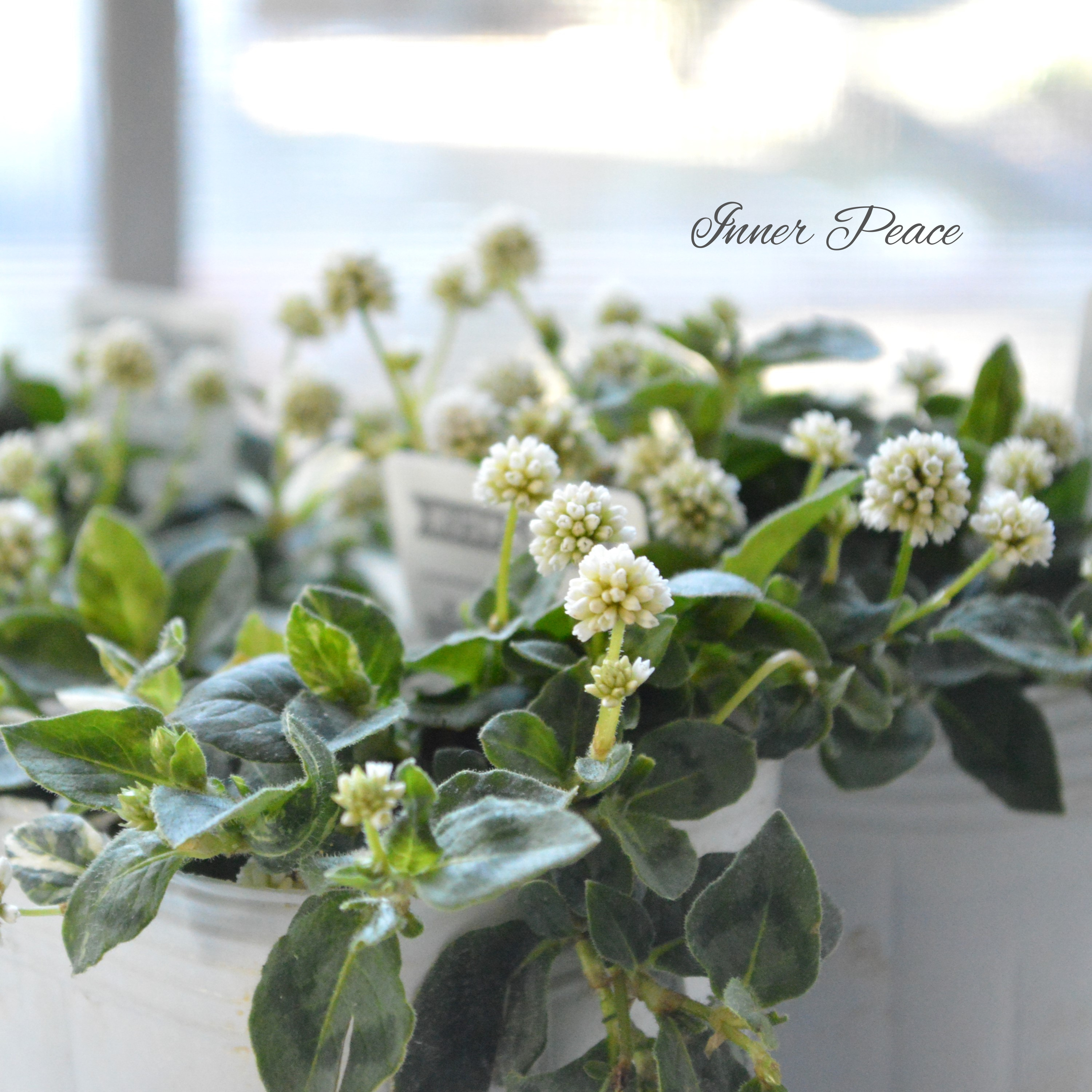 【斑入り】 ポリゴナム 『ティホン』 2.5寸POT