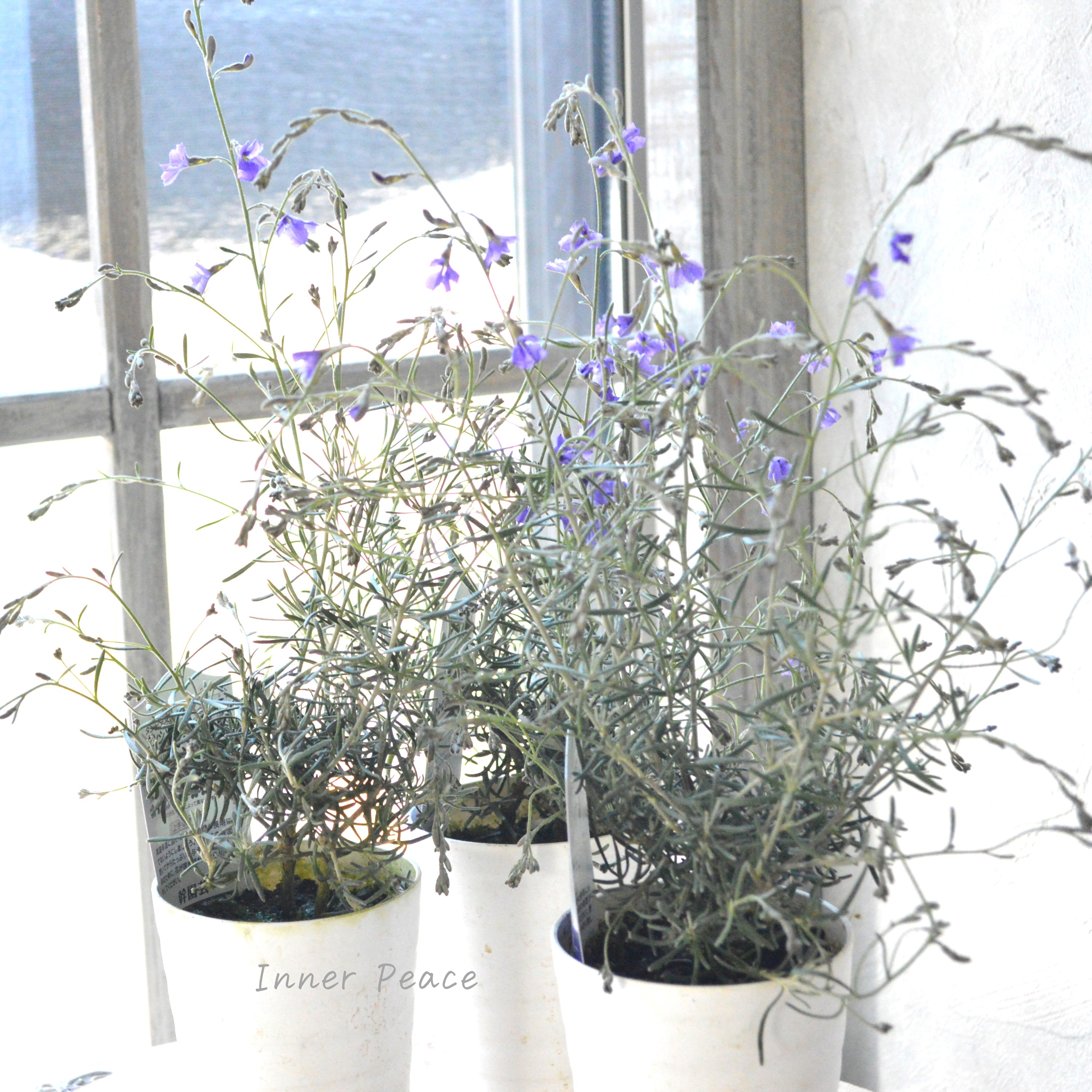 【美しい】 ダンピエラ 『ダンシングブルー』 3寸鉢