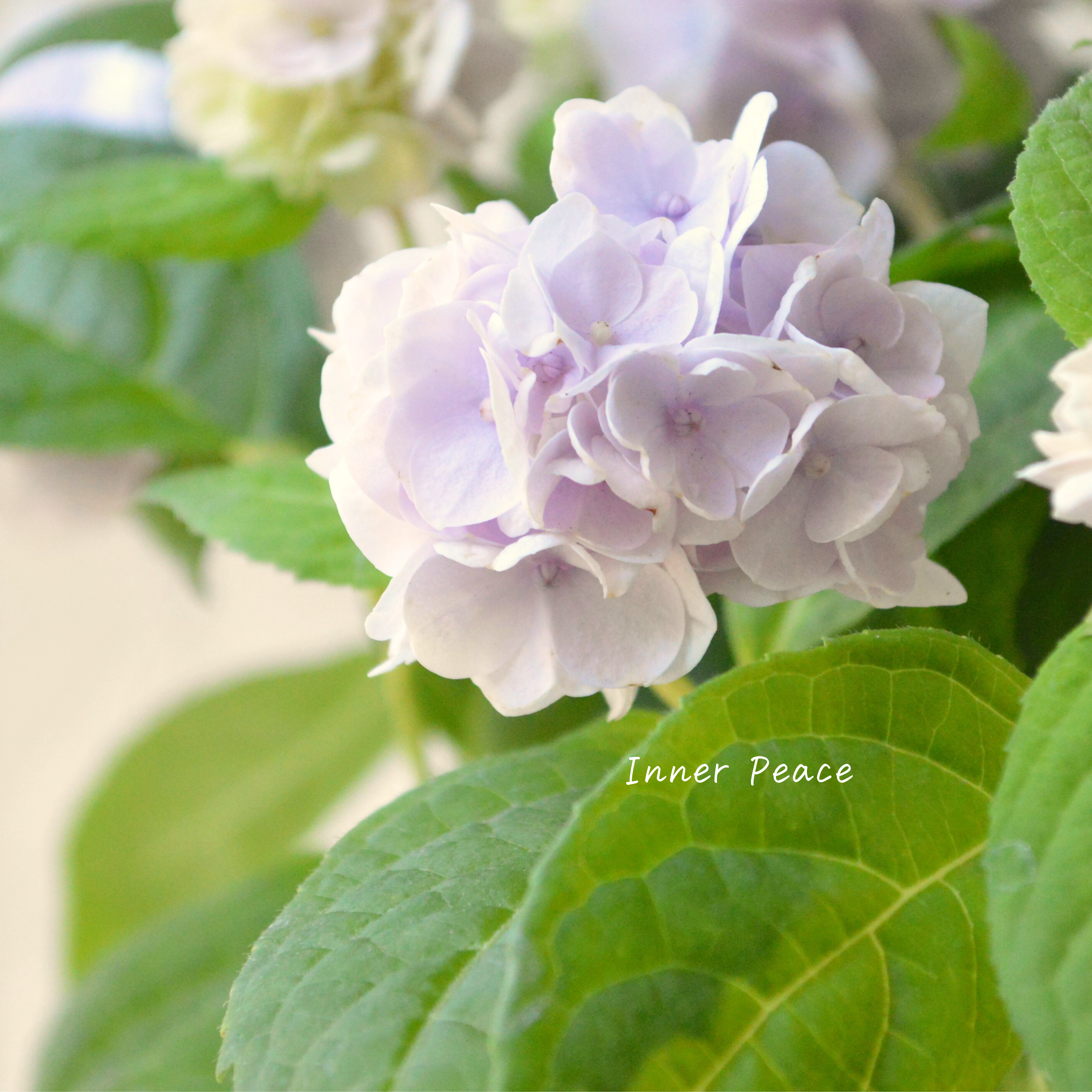 【吉岡麗子さん】 紫陽花 (ぽじさい) 『伊予獅子てまり』 3号POT