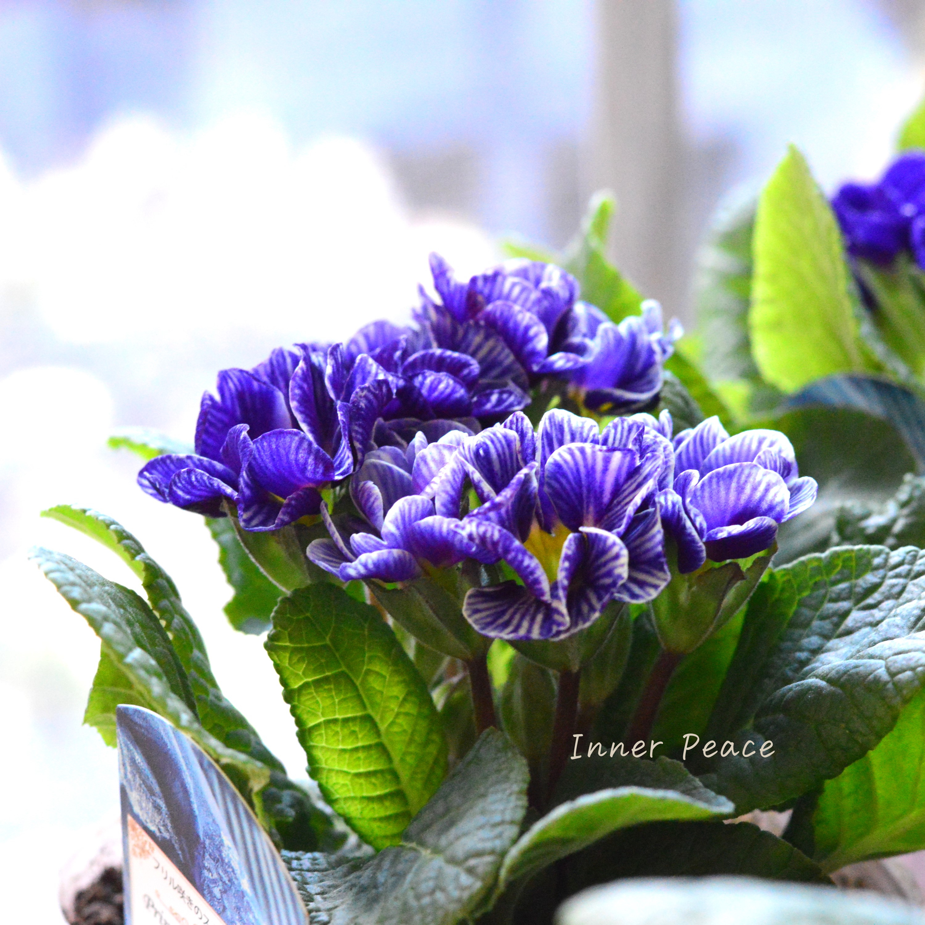 【個性的】 プリムラ 『ヴィンテージフリル』 3寸POT