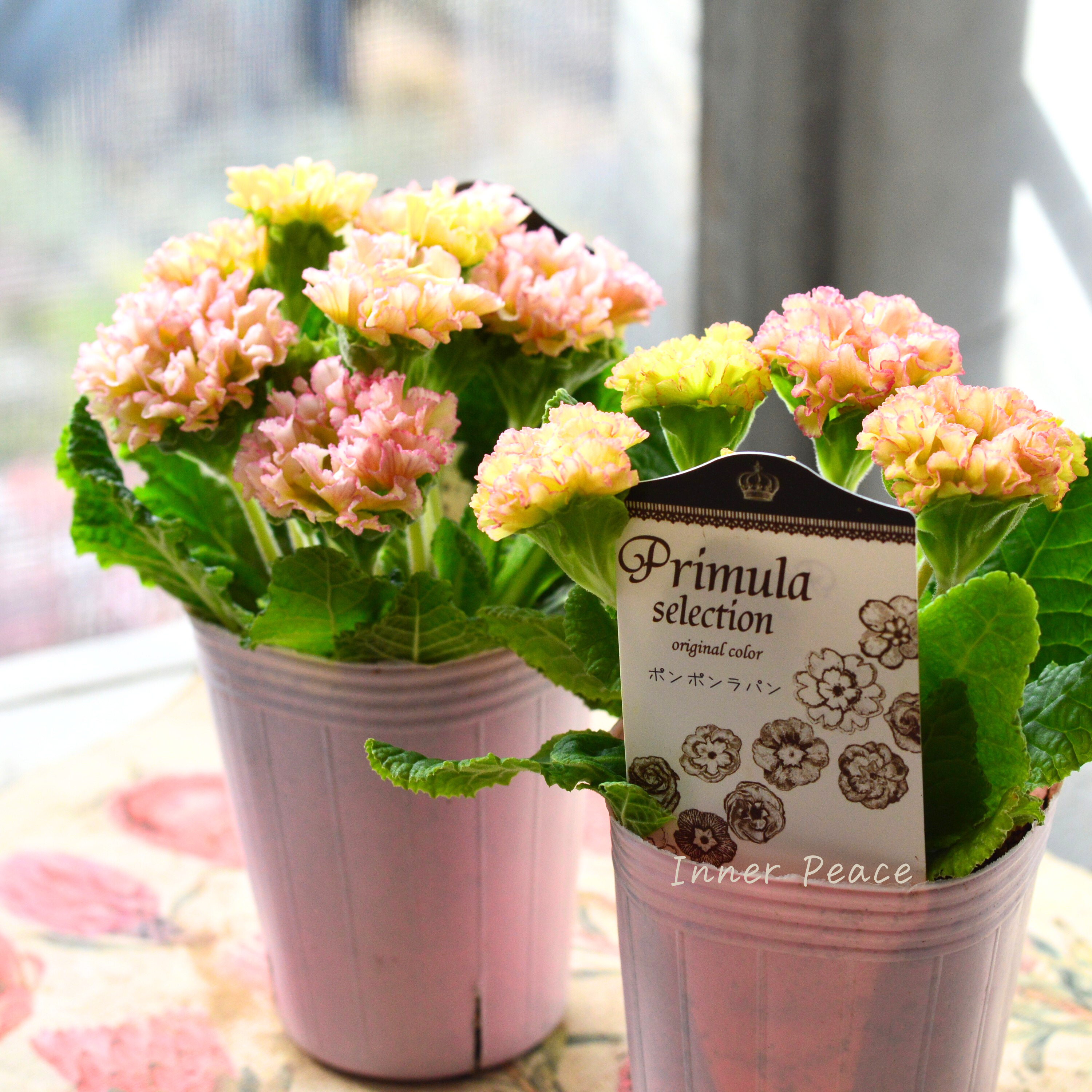 【k-plantsさん】 フリンジ咲き プリムラ 『ポンポンラパン・オレンジミックス系』 2.5寸ロングPOT