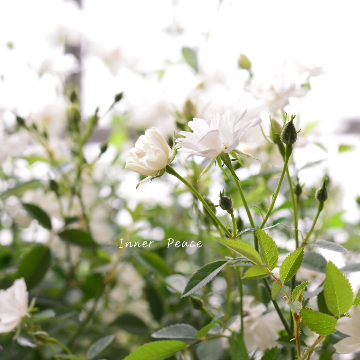 四季咲き】 ミニ薔薇 『レンゲローズ・白』 3寸POT