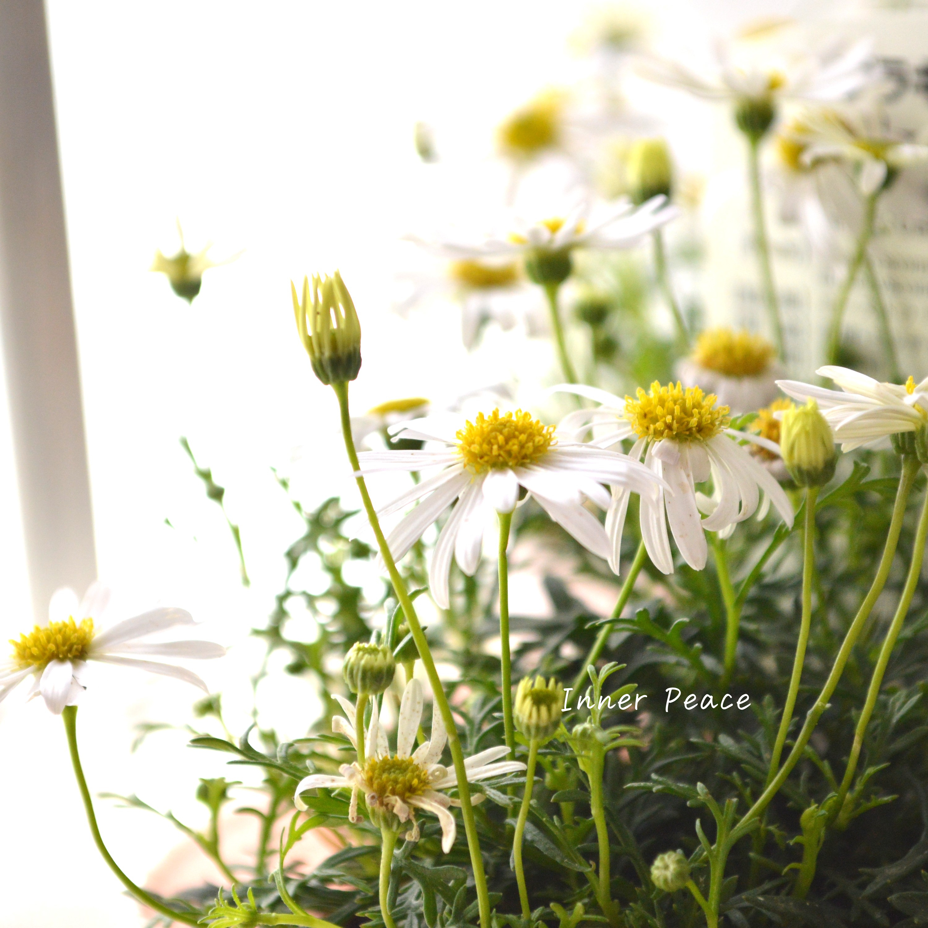 【かわいい】 ブラキカム 『スープリームホワイト』 3寸POT