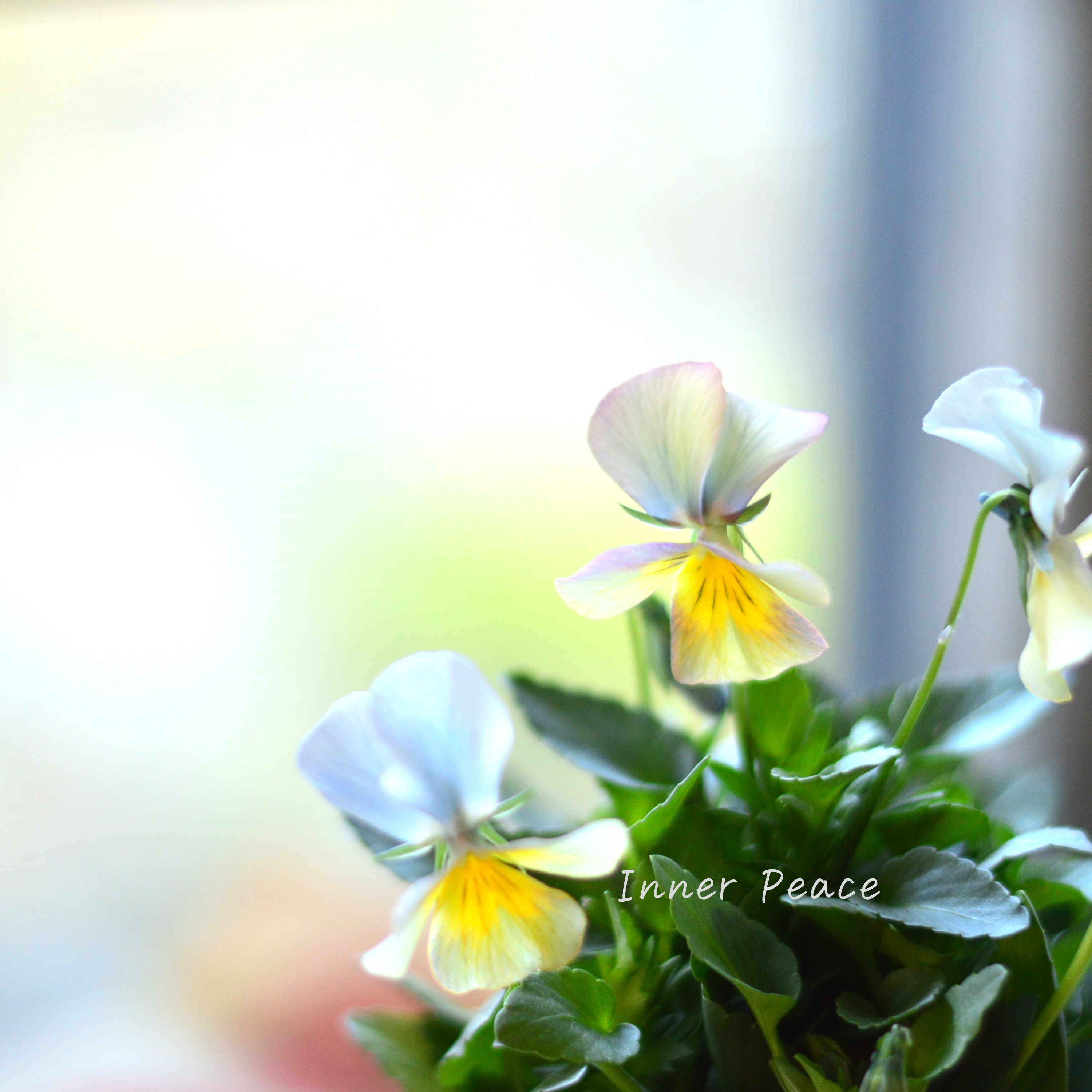 【花夢園芸さん】 ビオラ 『ブルー系』 3寸ロングPOT