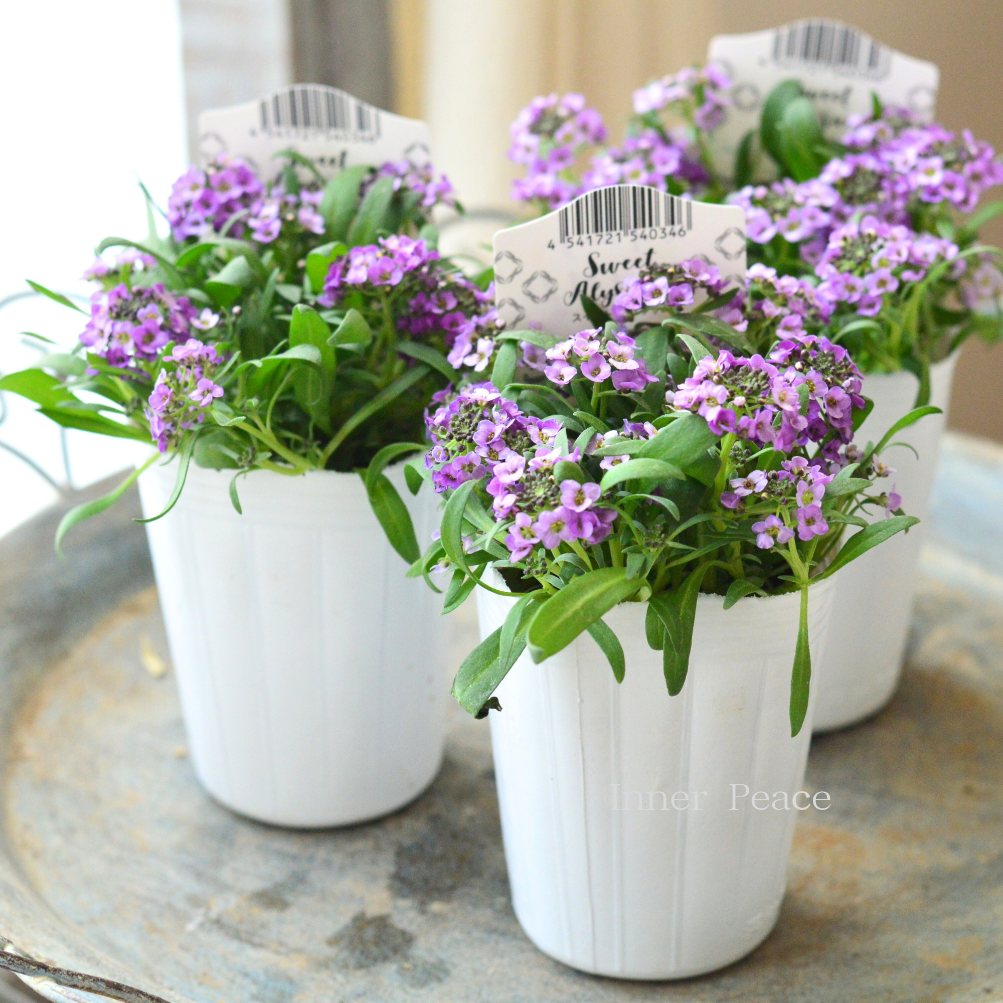 【かわいい】 スイートアリッサム 『アルーレ・ラベンダー』 2.5寸POT