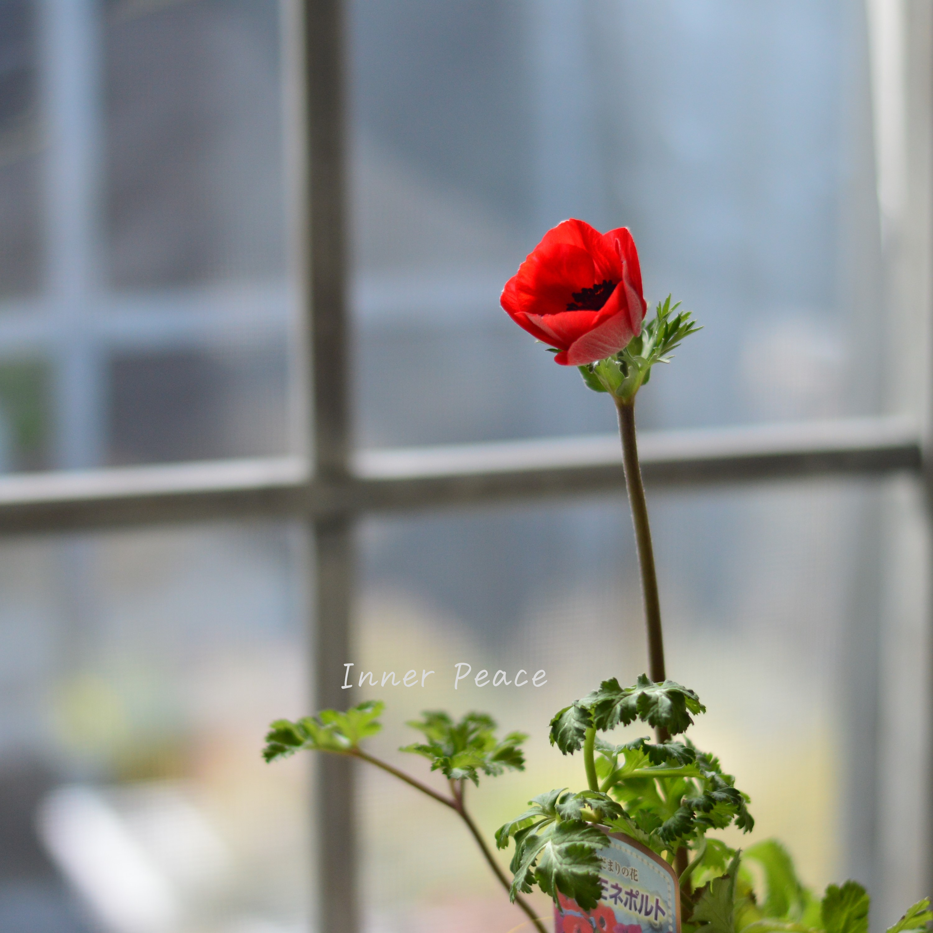 【人気】 アネモネ 『ポルト・レッド系』 3~3.5寸POT