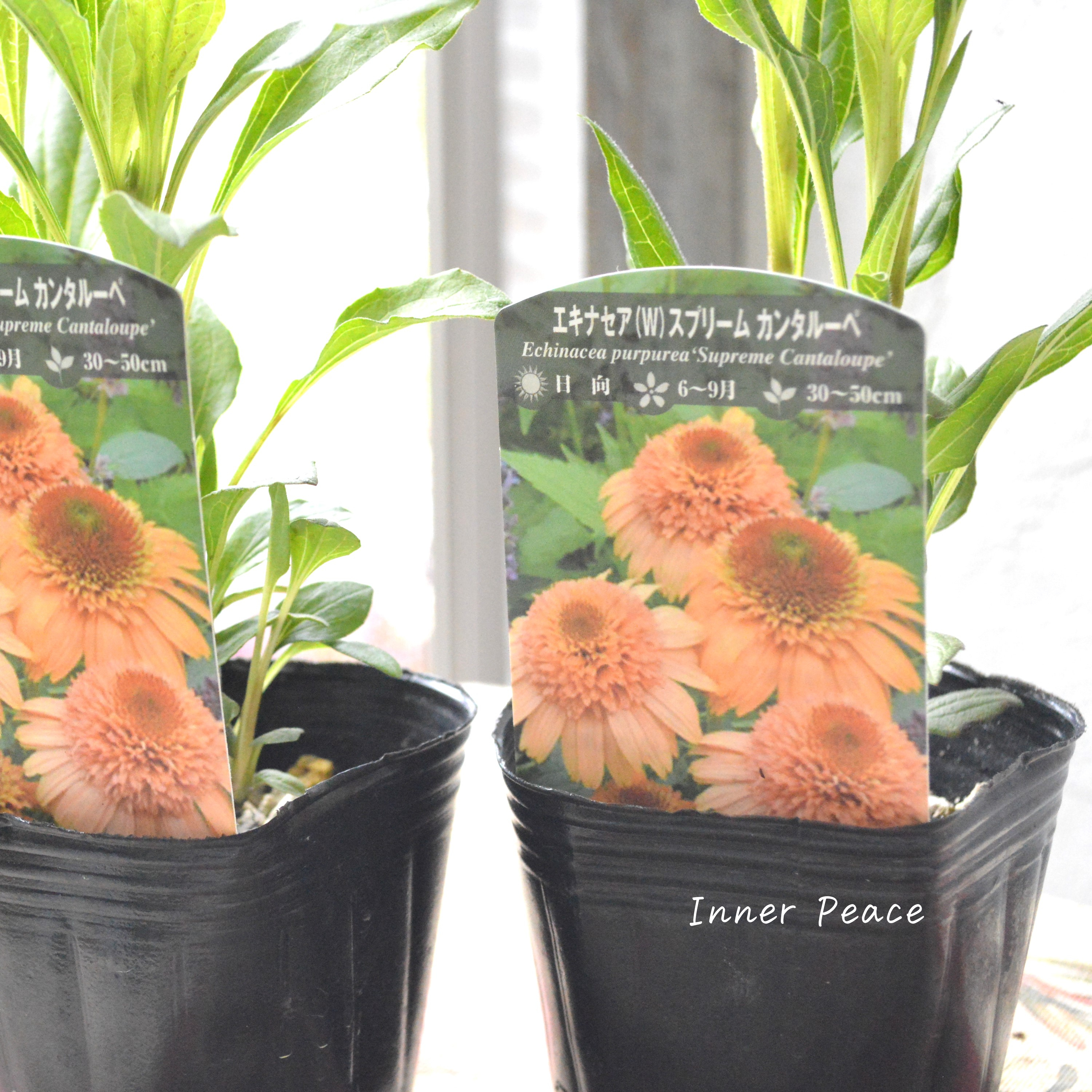 【暑さ寒さに強い】 エキナセア 『スプリーム カンタルーペ』植え込み用 3寸POT