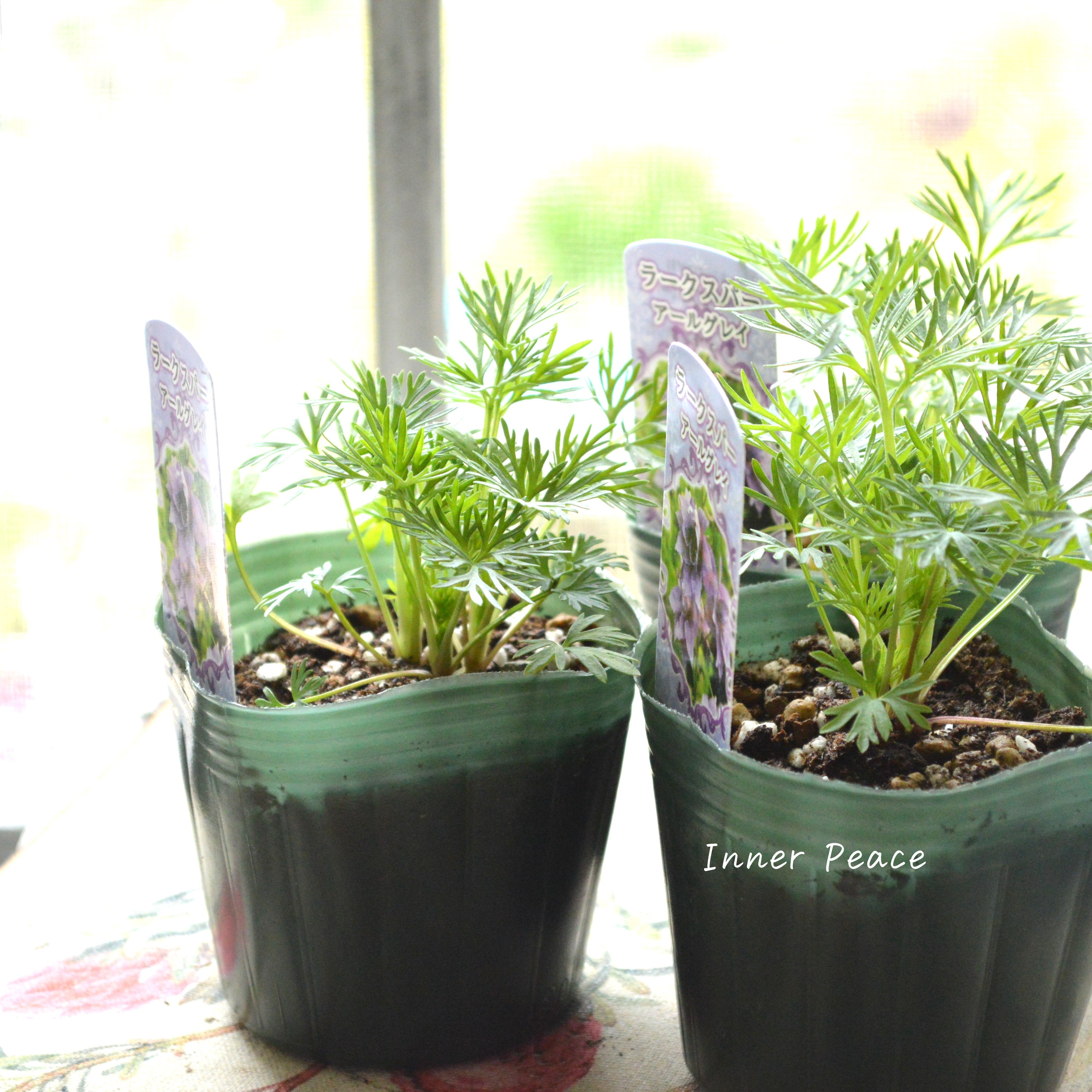 【人気】 ラークスパー 『アールグレイ』 3寸POT