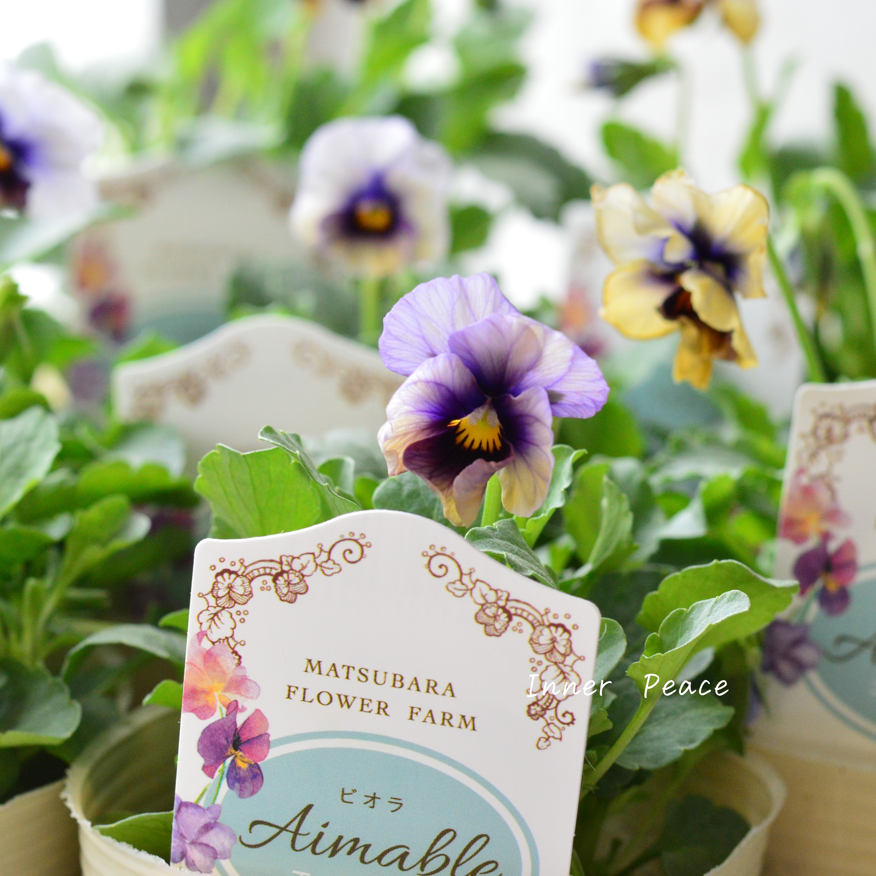 【マツバラフラワーファームさん】 ビオラ 『エマーブル・ムーンライト』 3寸ロングPOT