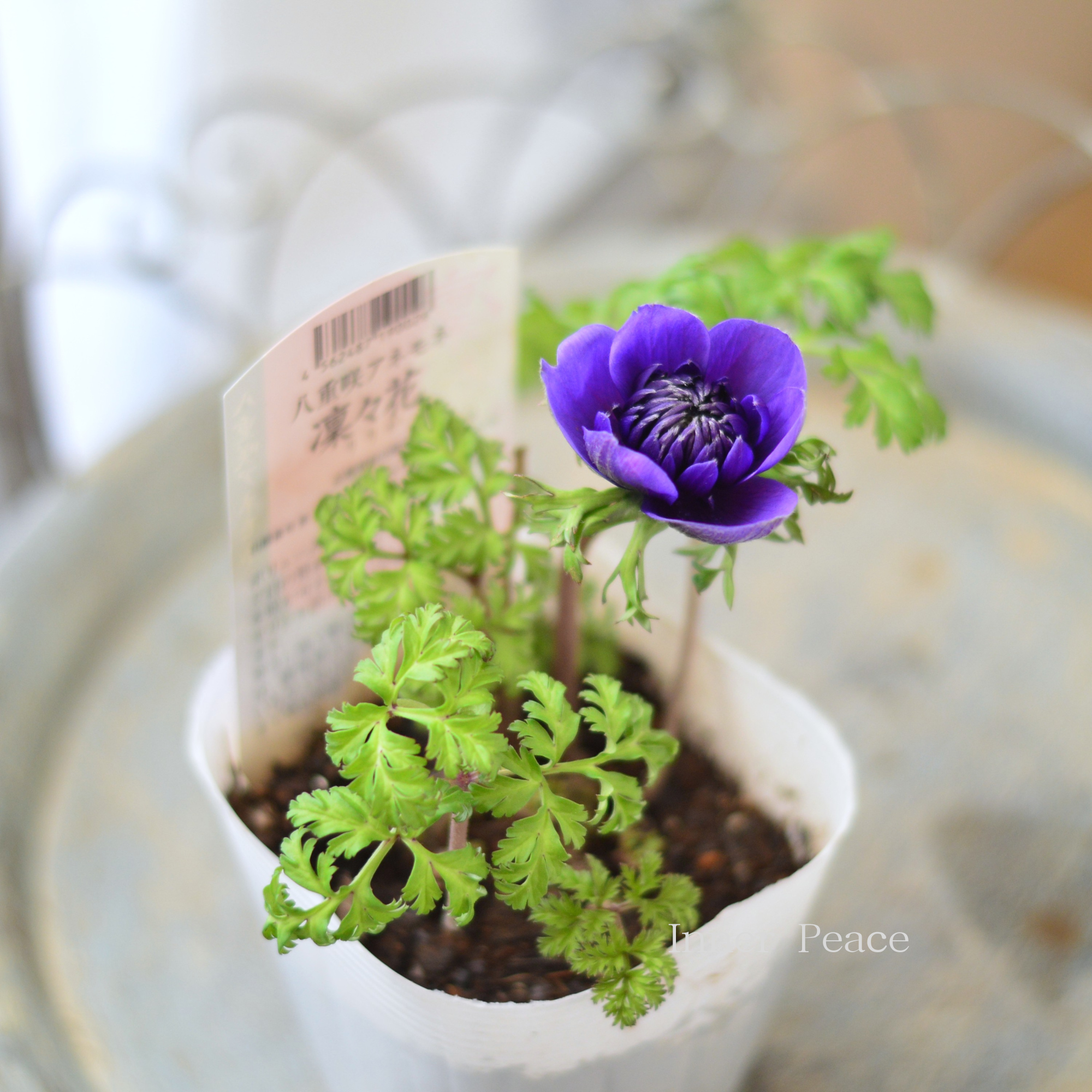 【八重咲き】 アネモネ 『凜々花・ブルー系』 3.5寸POT