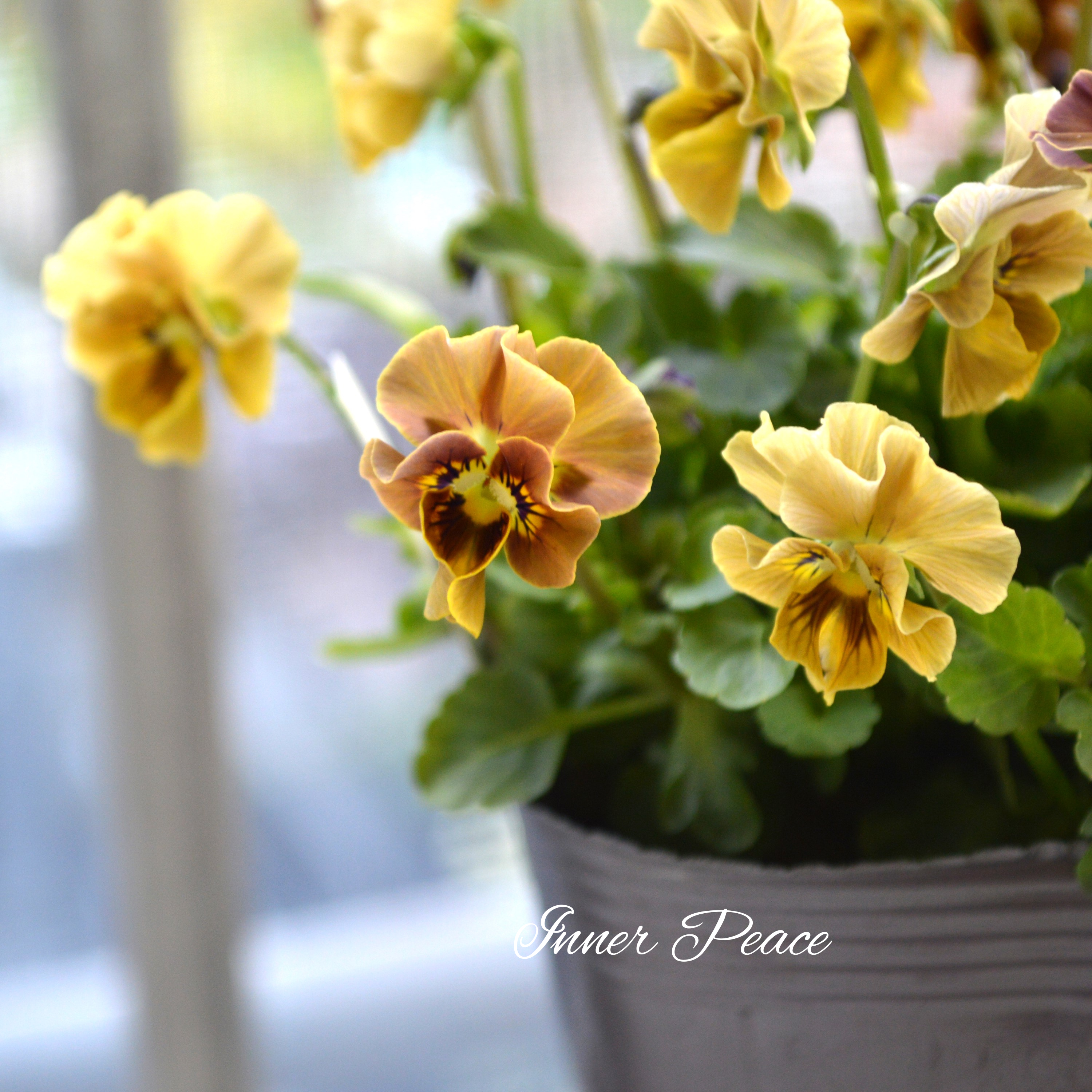 【tef*tef*さんオリジナルビオラ】 フロチョコフリル 3.5寸POT