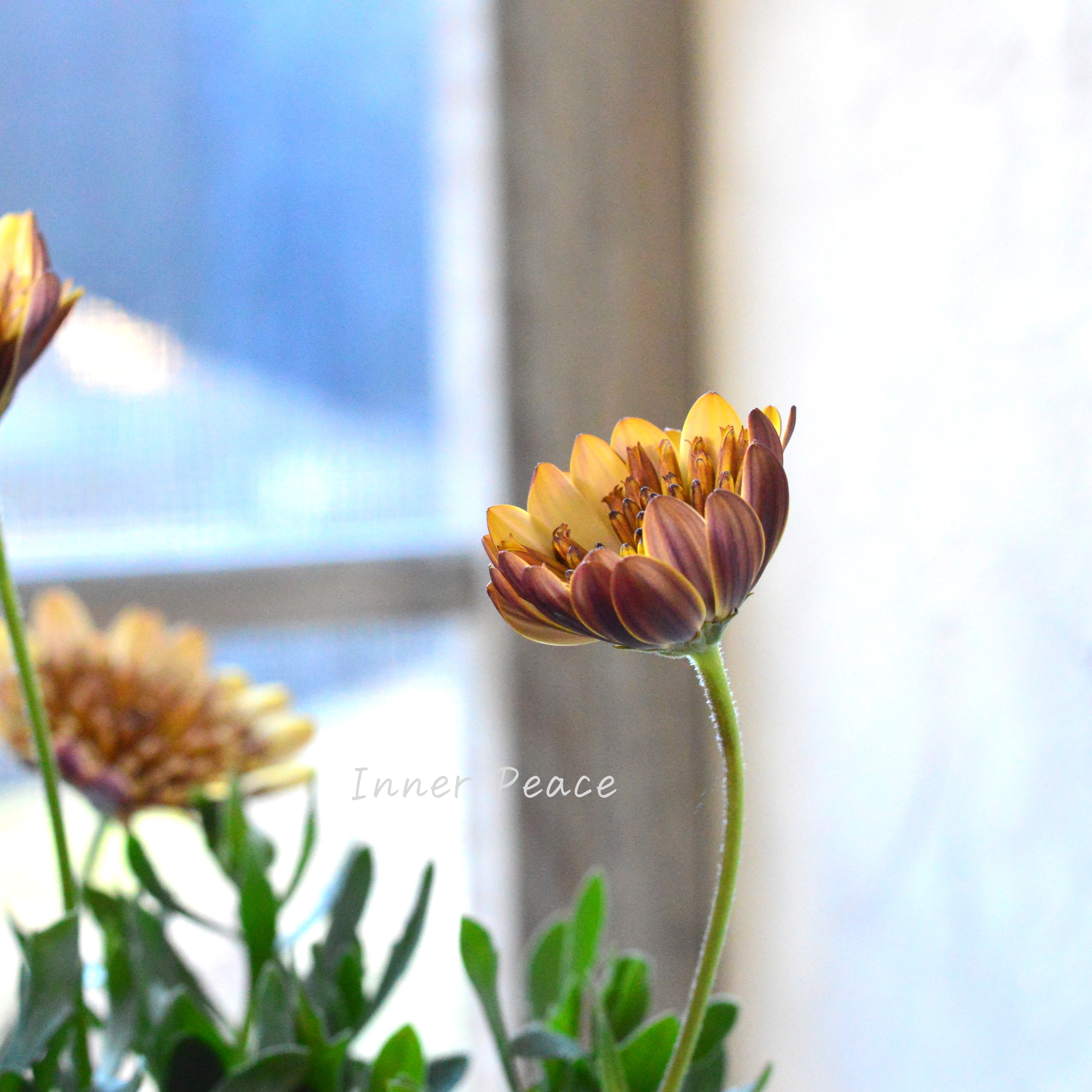 【希少】 ナラフラさんのオステオスペルマム 『モカラテ』 3寸ロングPOT