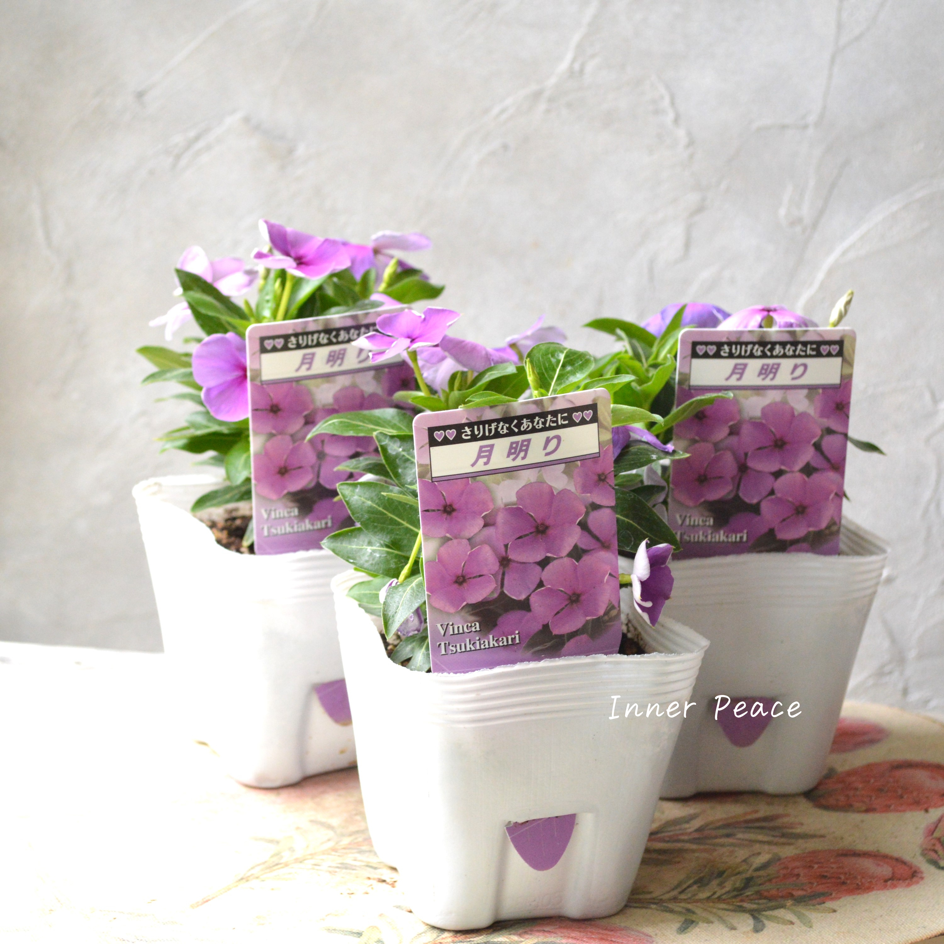 【北島園芸さん】 ニチニチソウ 『月明り』 3.5寸POT