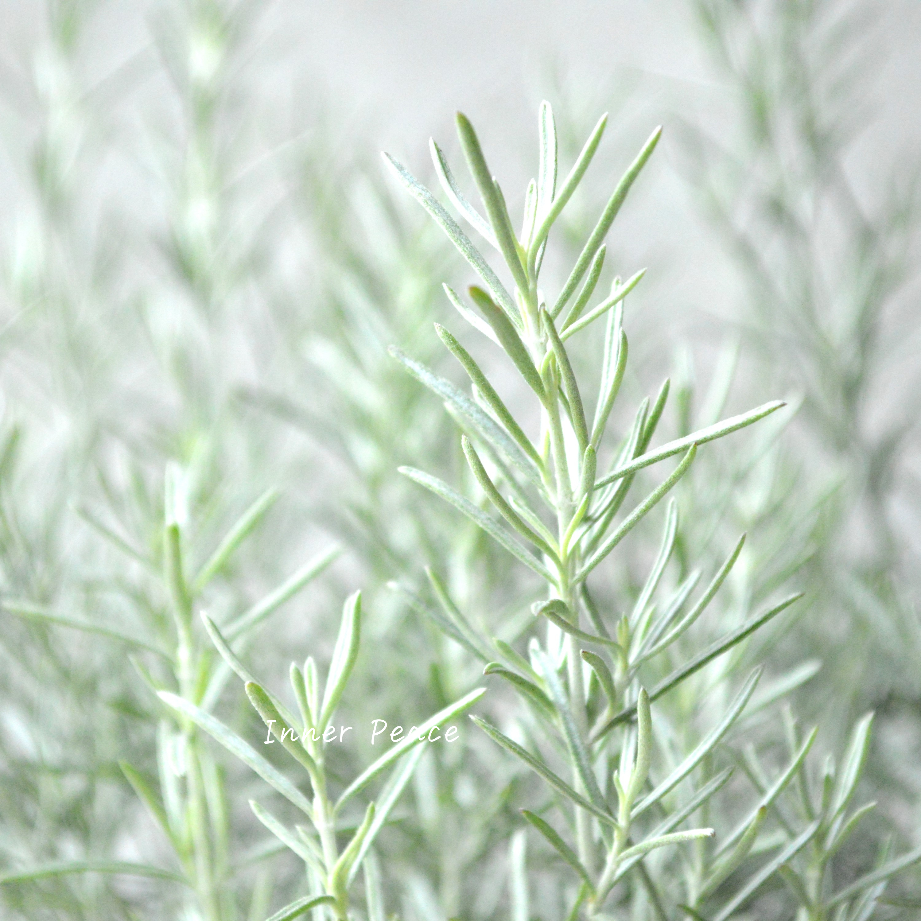 【シルバーリーフ】 ミントブッシュ 『プロスタンテラ・バクステリ』 3寸POT