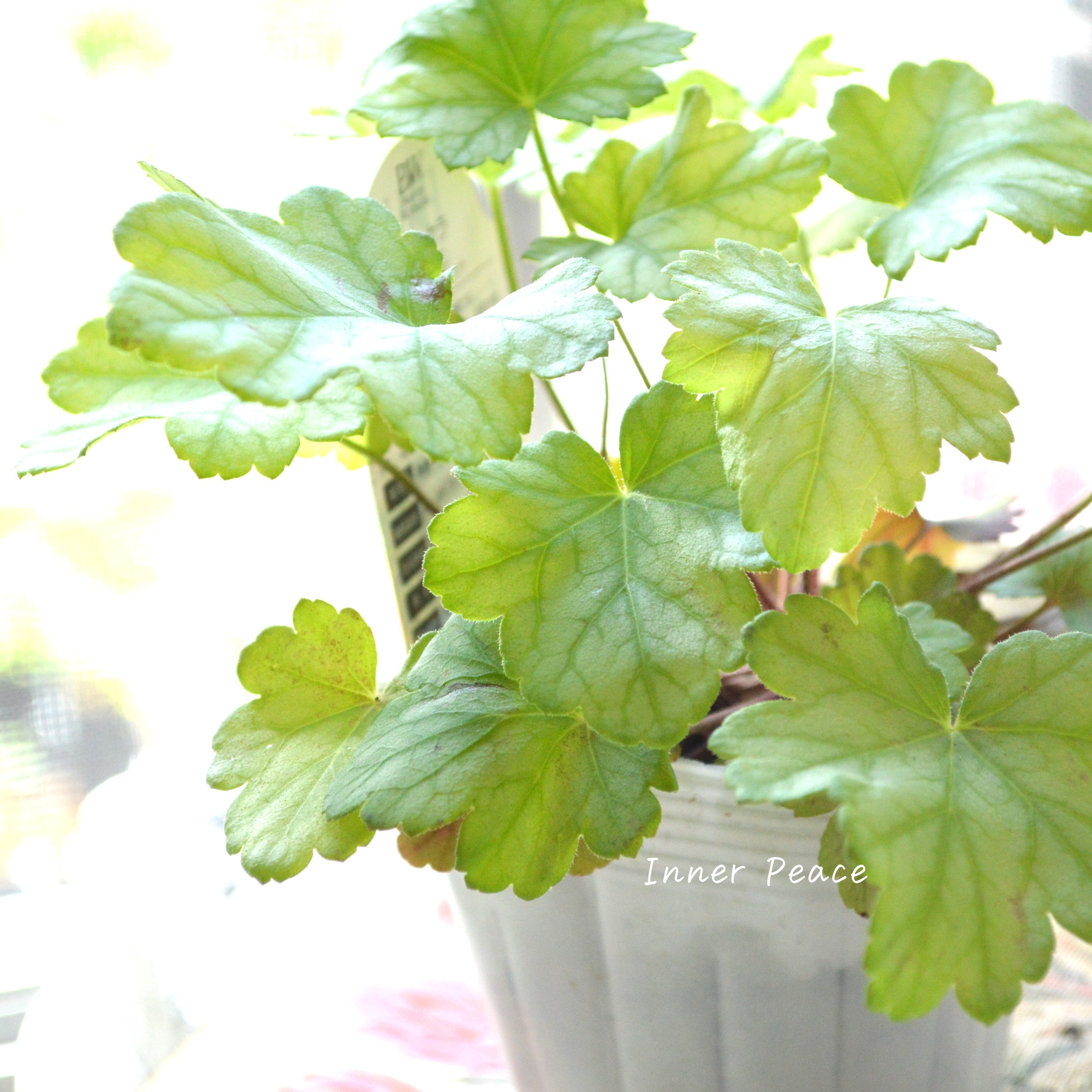 【PW】 ヒューケラ ドルチェ 『フローズンマスカット』 3.5寸POT