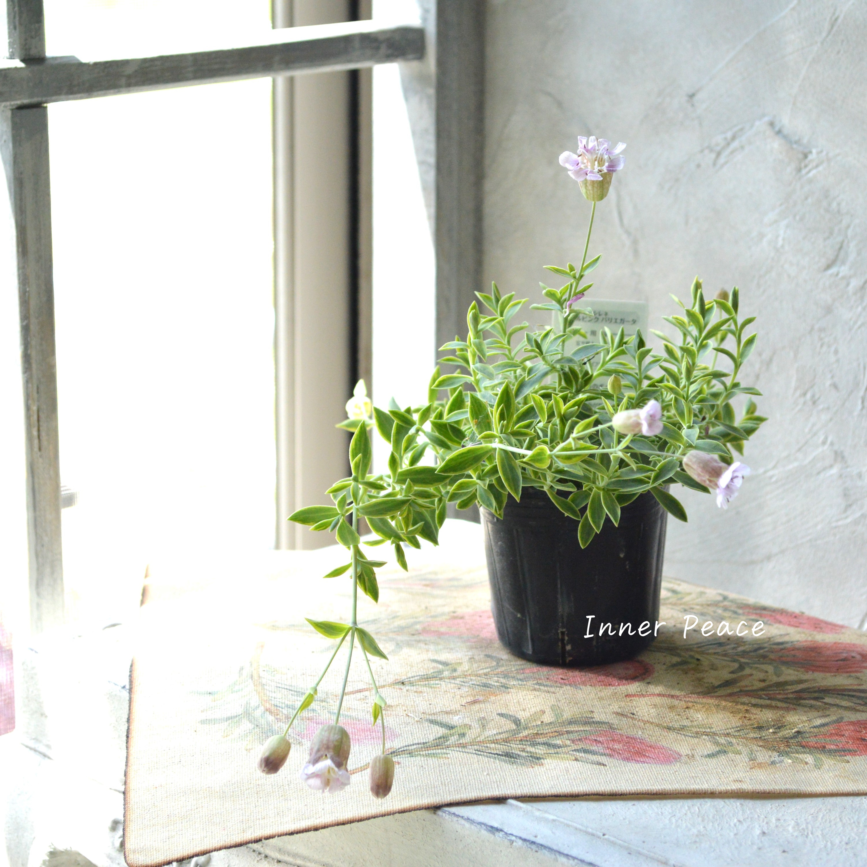 【斑入り】 シレネ ユニフローラ 『シェルピンク・バリエガータ』 3寸POT