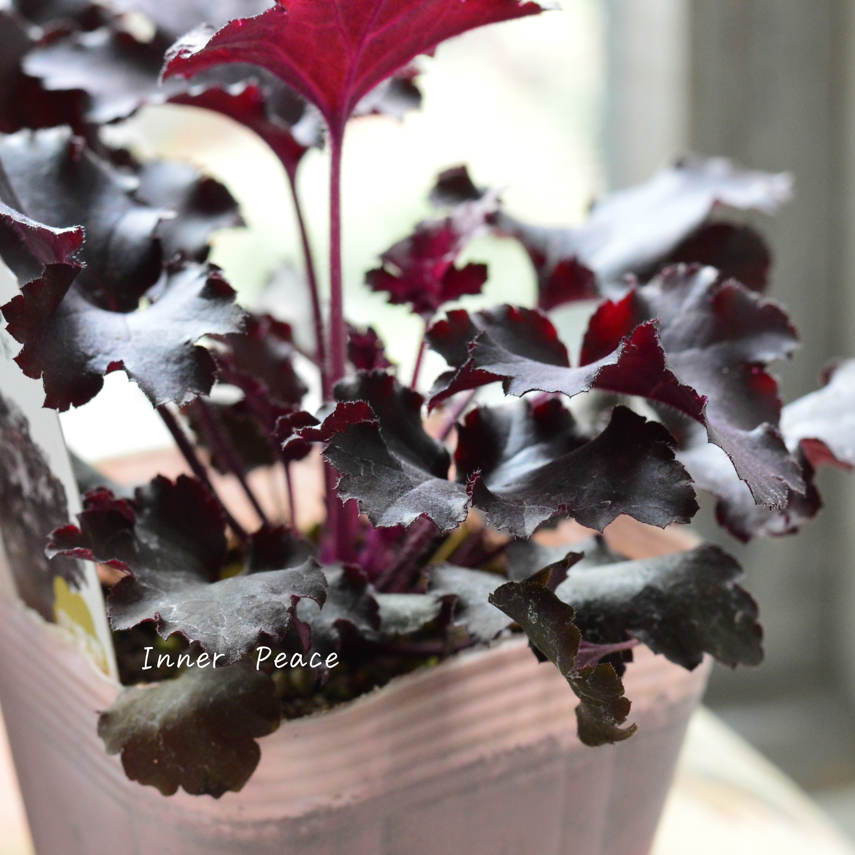 【PW】 ヒューケラ ドルチェ 『ブラックジェイド』 3.5寸POT