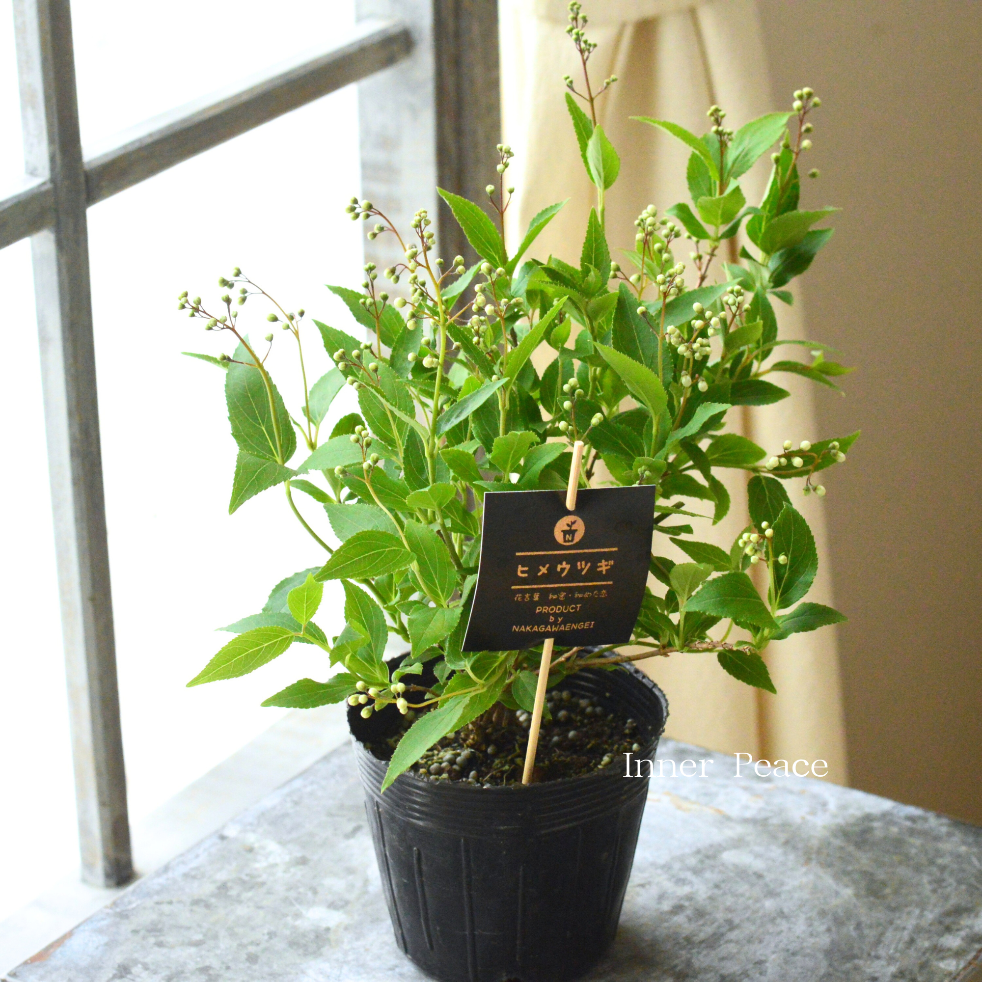 ヒメウツギ(ウノハナ) 3.5寸POT